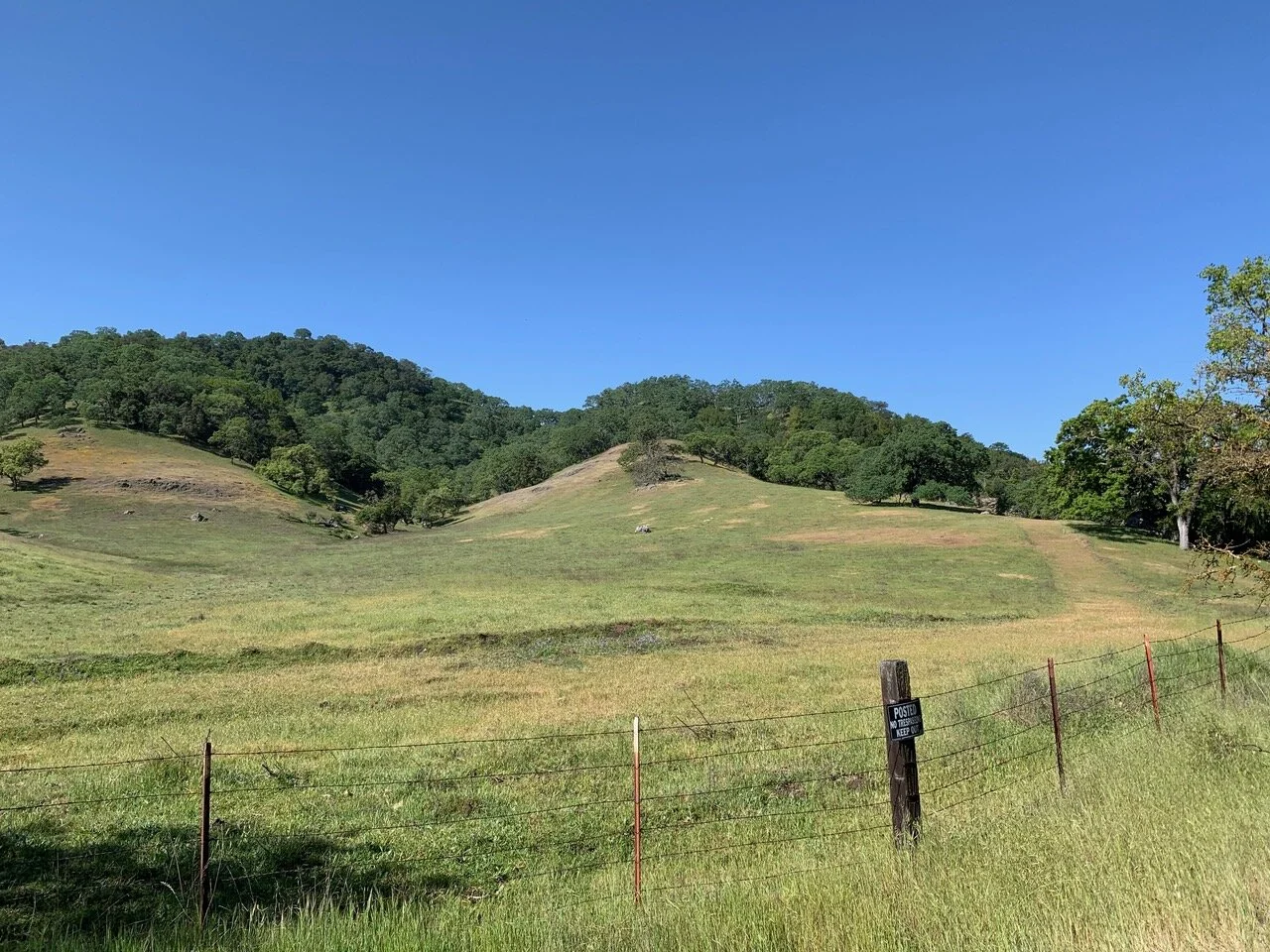 Old Oak Glen Avenue (Spring):  An Easy Stroll to See and Hear Spring Birds
