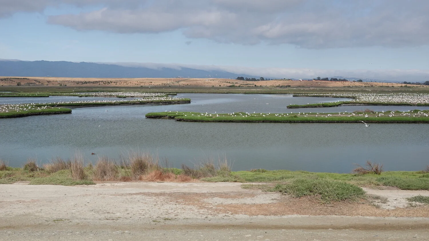 Palo Alto Flood Control Basin (Spring/Summer): A Noisy California Gull Colony