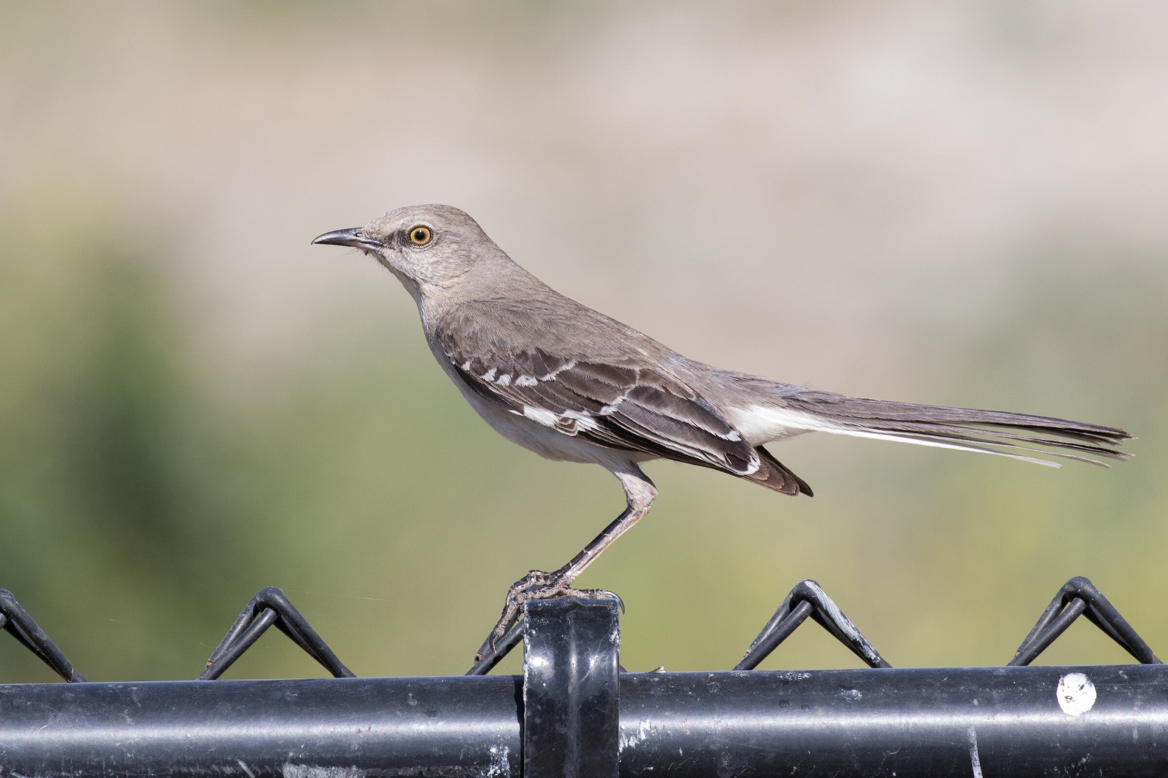 Birdathon Stories — Santa Clara Valley Audubon Society
