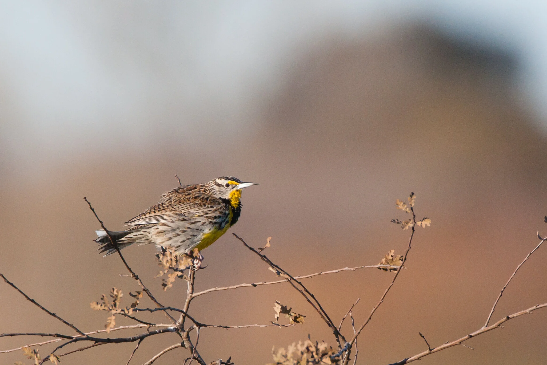 Coyote Lake (Fall/Winter): Mendoza Ranch Area