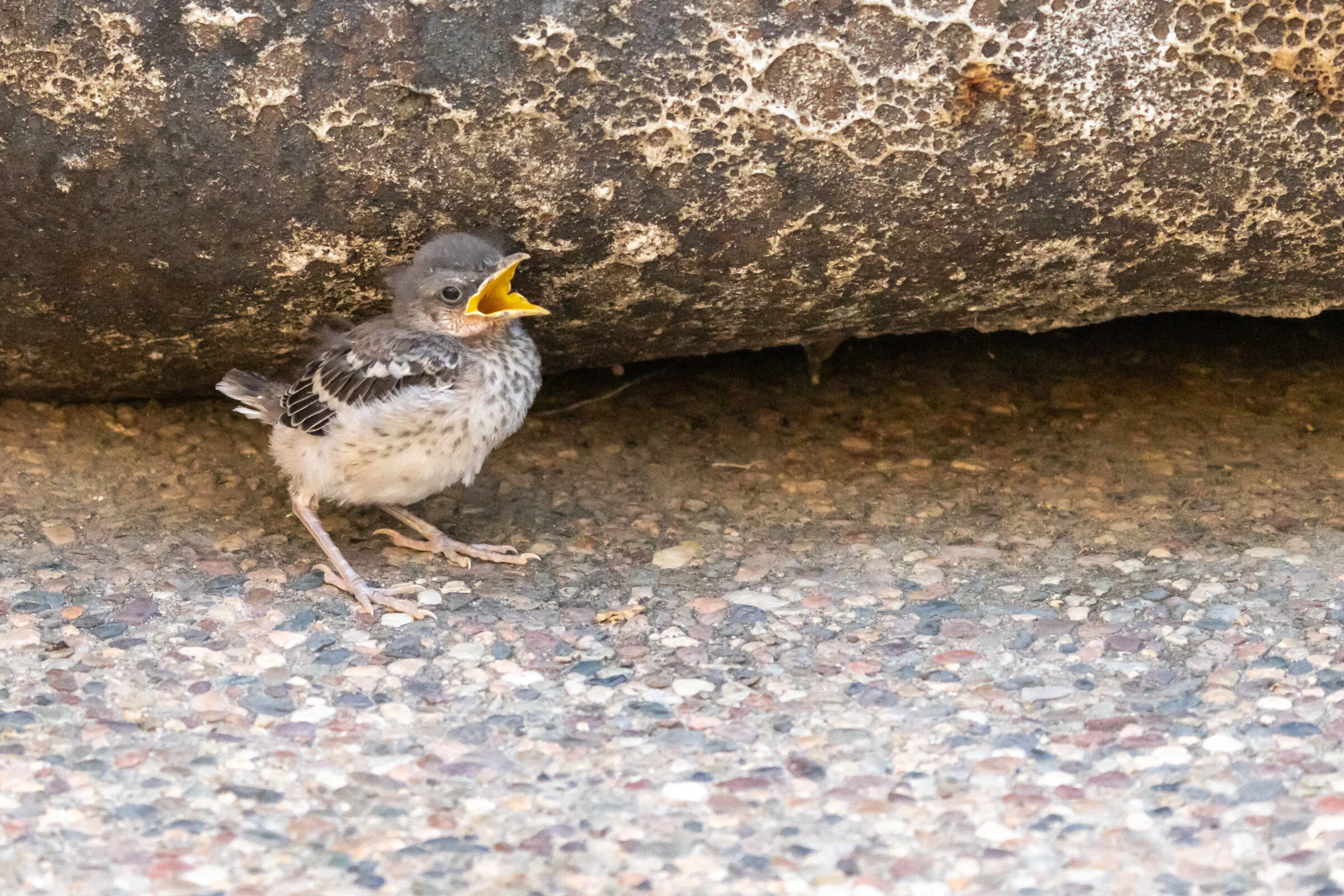00.BANNER Northern Mockingbird on composite Julie MacKinnon.jpg