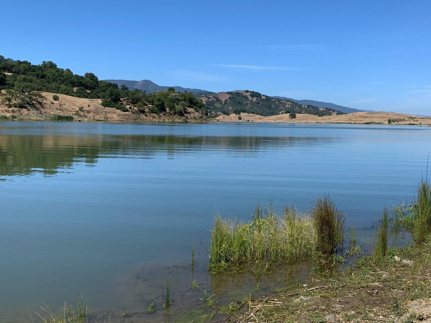 Calero Reservoir (Late Spring): Families of Western and Clark's