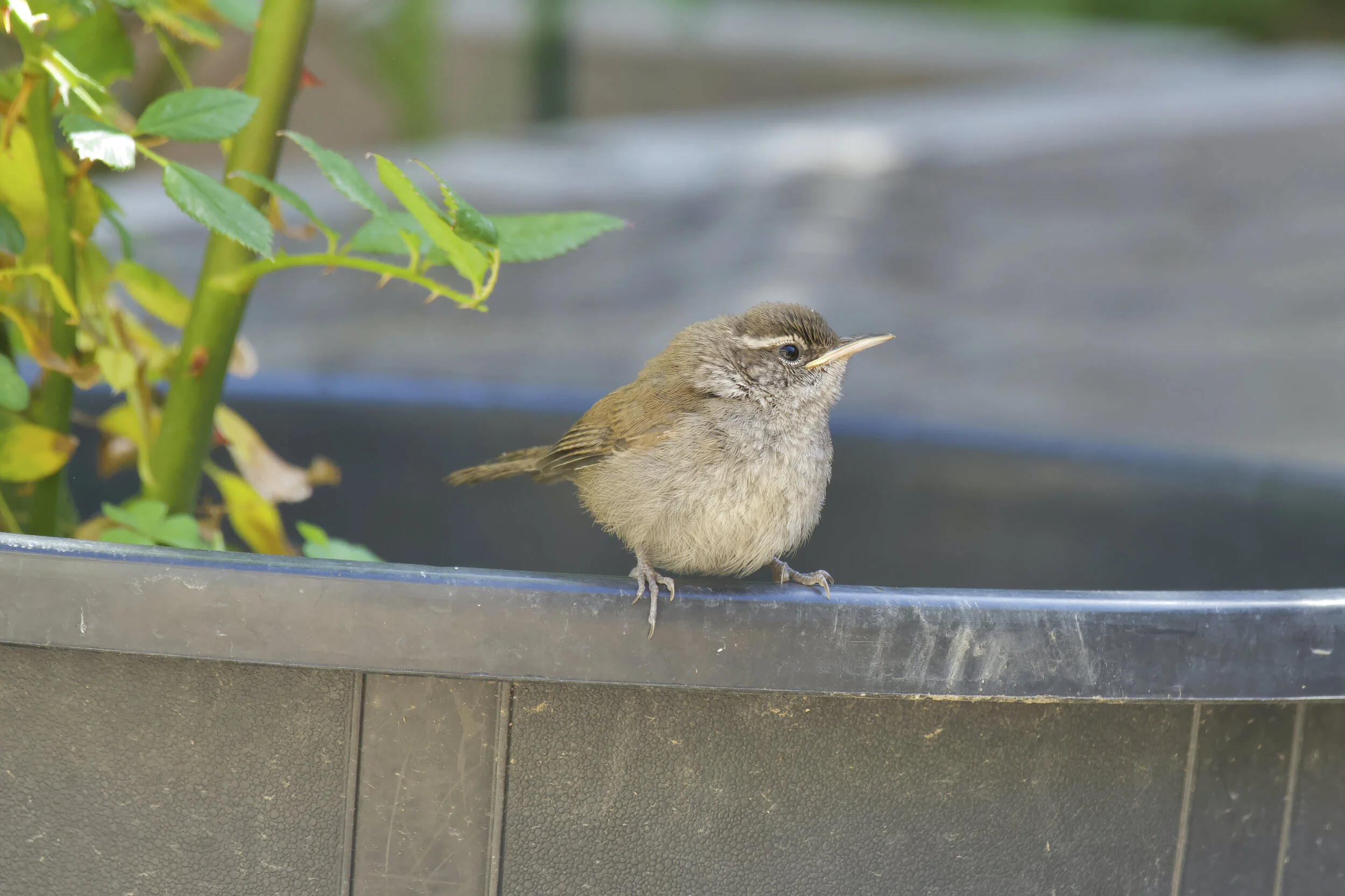 BACKYARD BIRDING IN JUNE