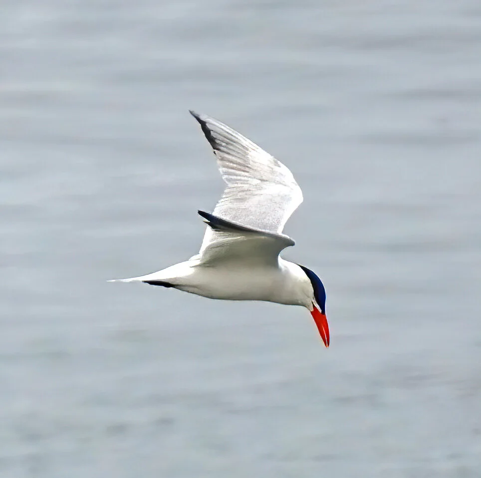 August Self-Guided Field Trips 