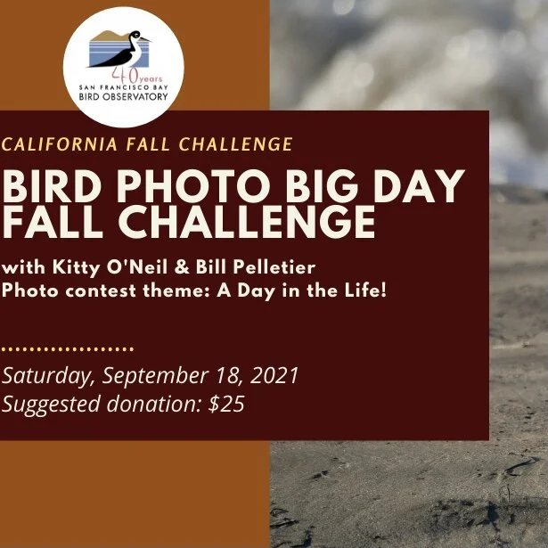 Support our friends at SFBBO! 