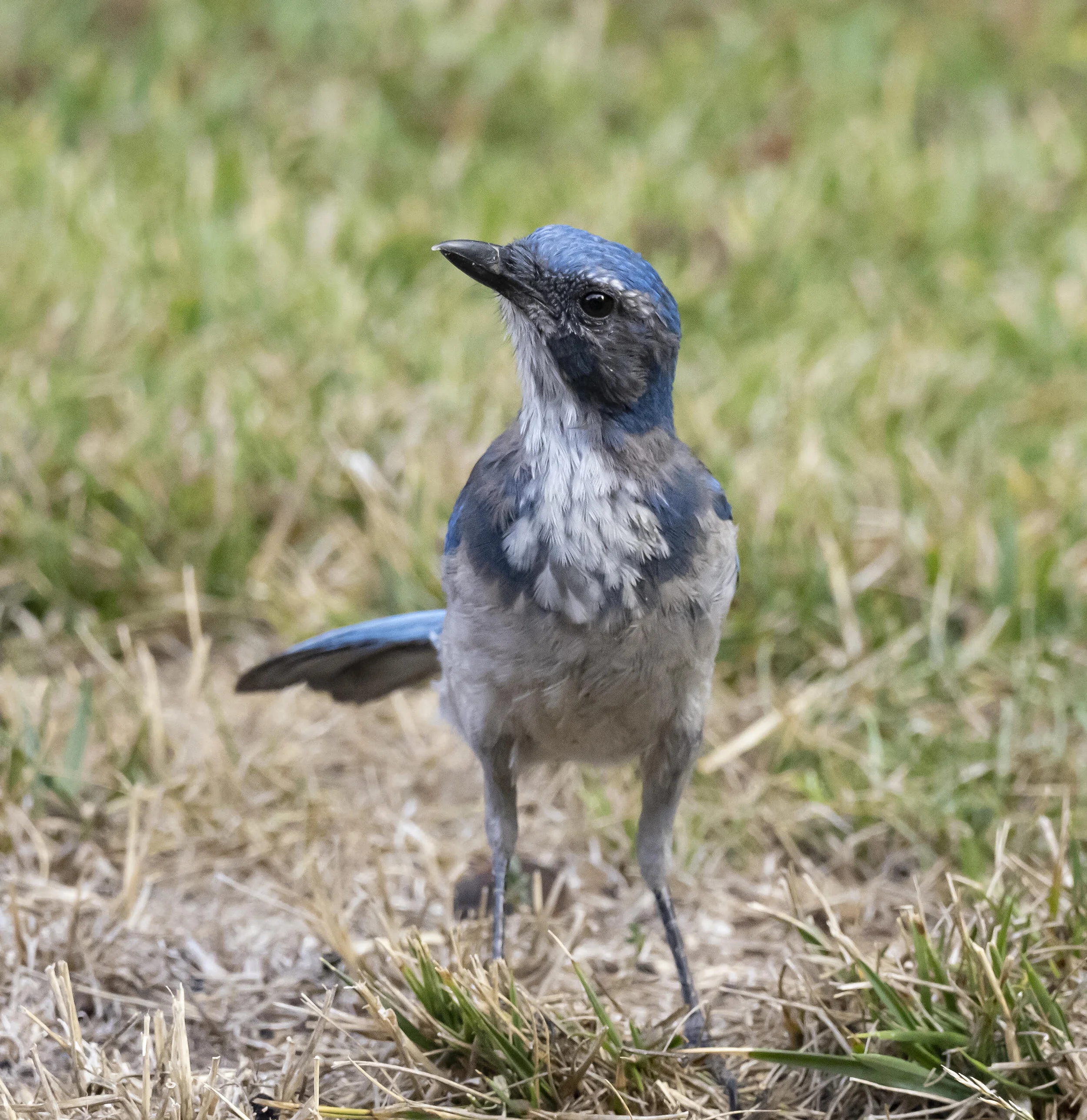 BACKYARD BIRDING IN SEPTEMBER