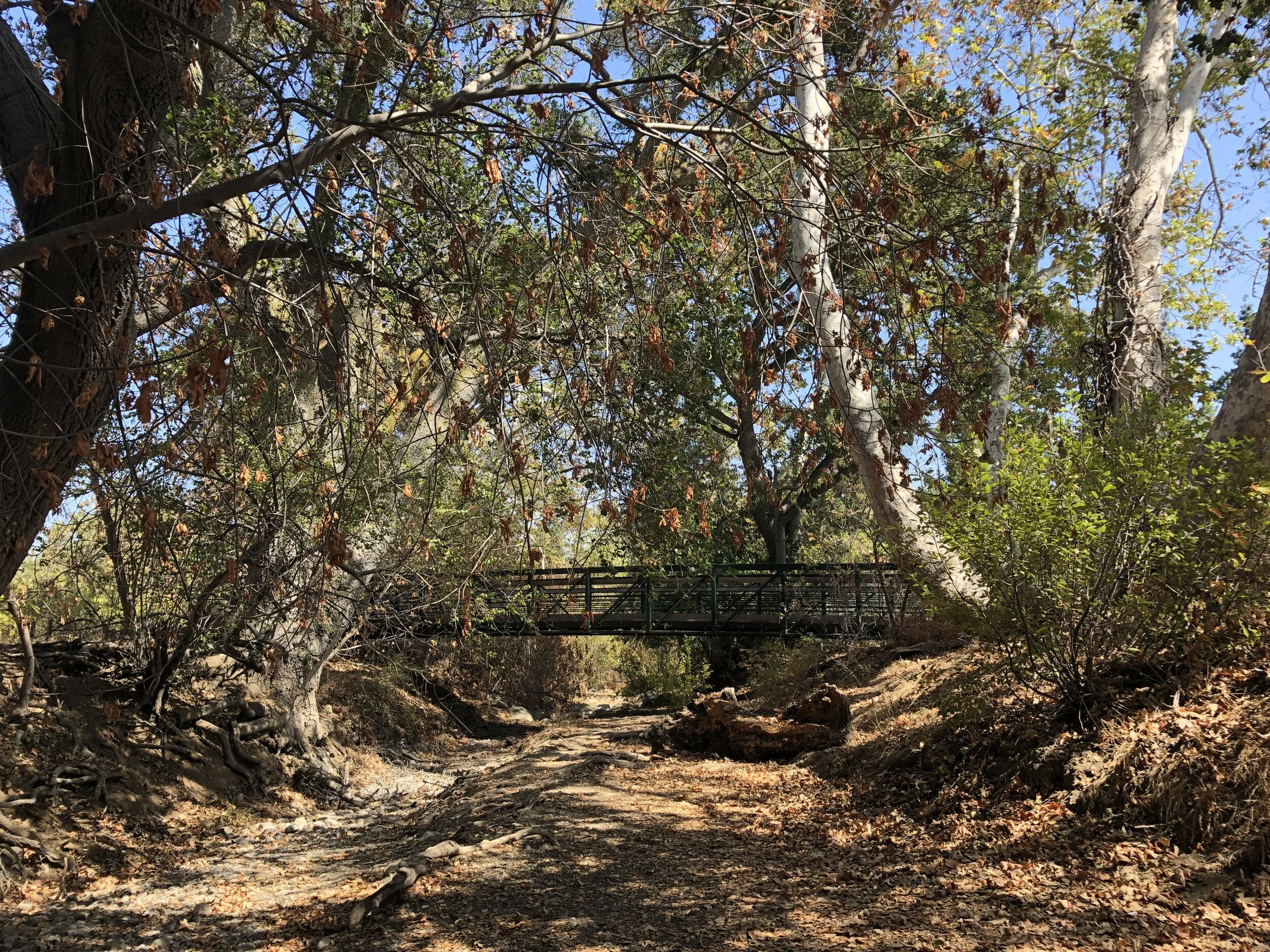 Blackberry Farm (Fall/Winter): A Riparian Corridor in Silicon Valley