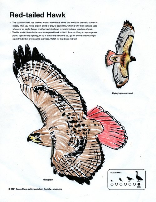 Cooper's Hawk — Santa Clara Valley Audubon Society