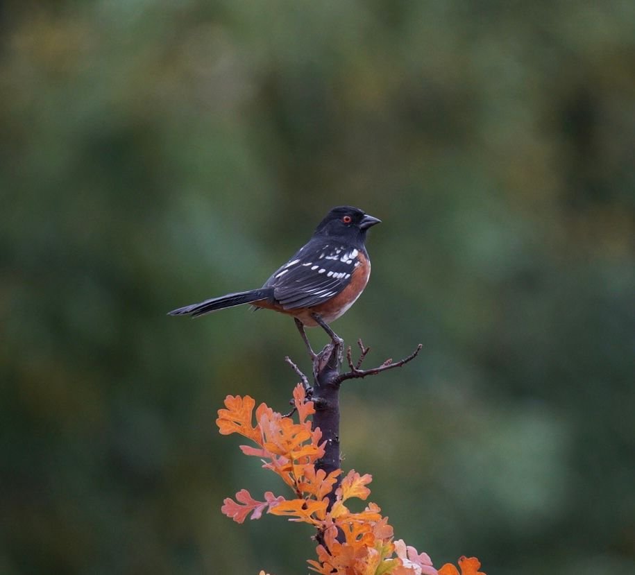 In-Person Field Trips 