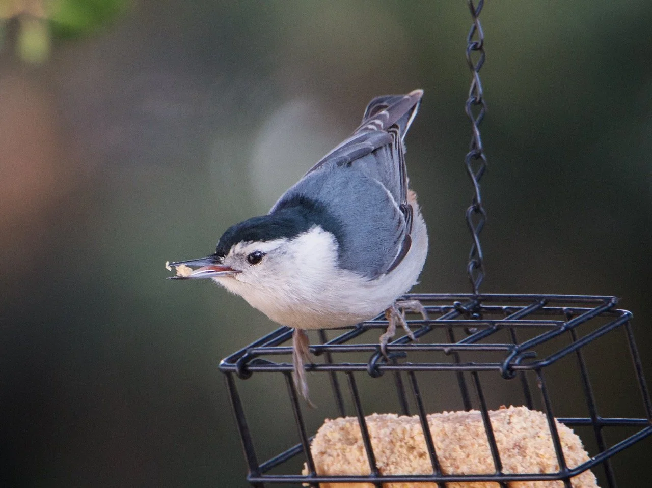 Feederwatch Starts Soon