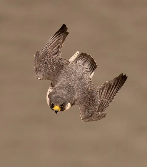 Bay Area Bird Photographers, December 1st