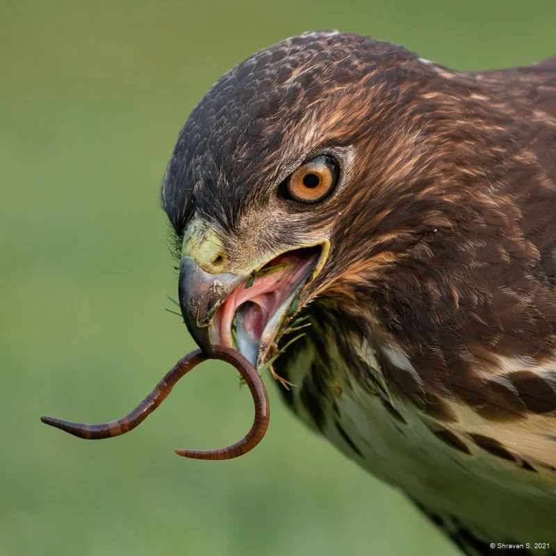 Bay Area Bird Photographers (BABP)