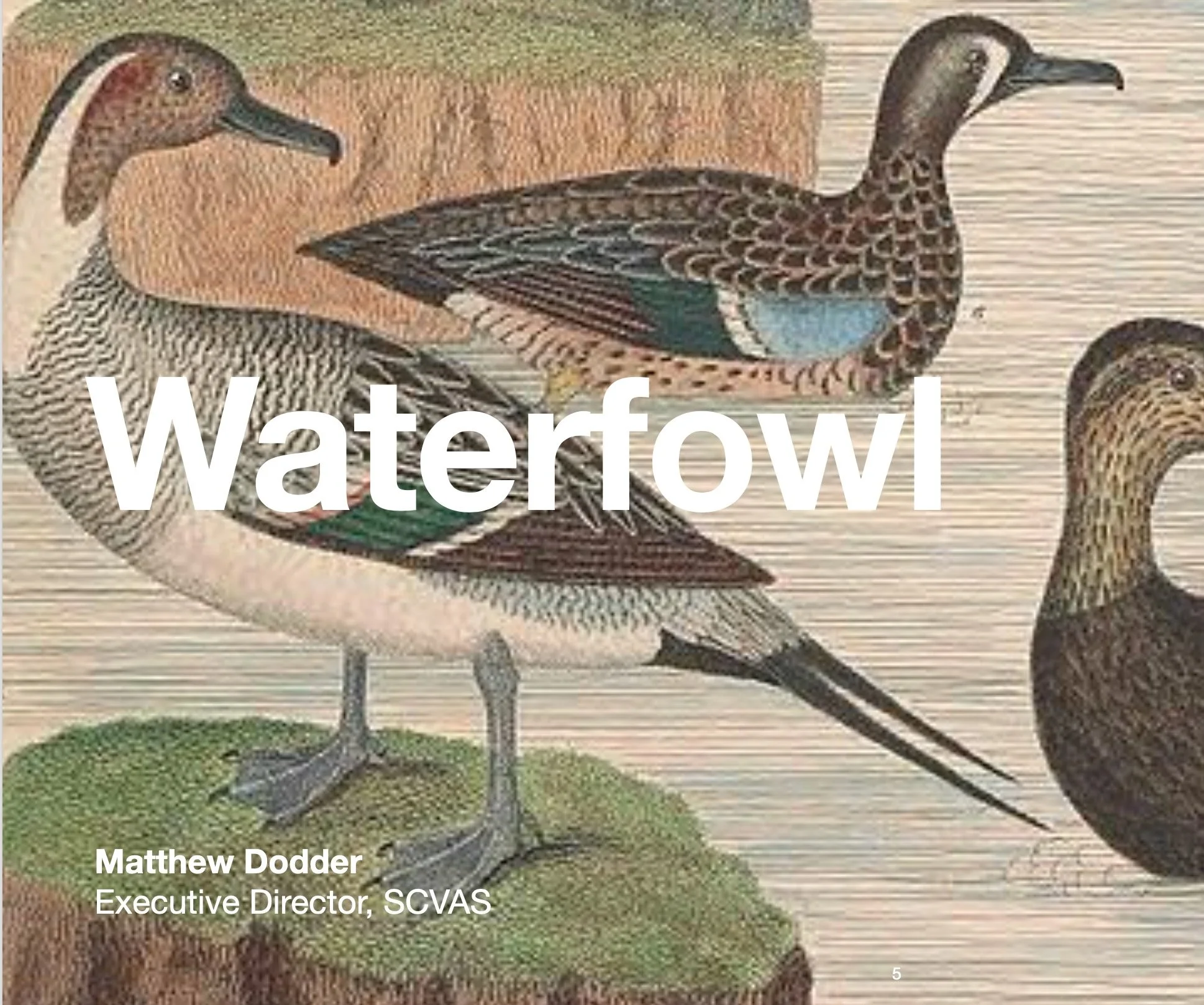 SCVAS Learn: Waterfowl