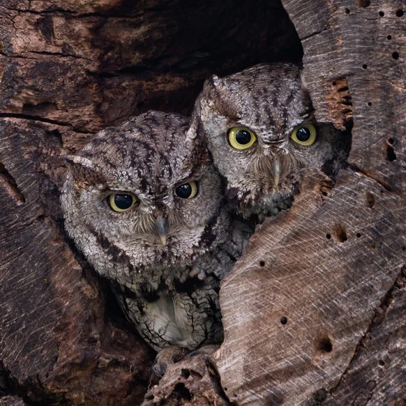 Low-light Nature Photography