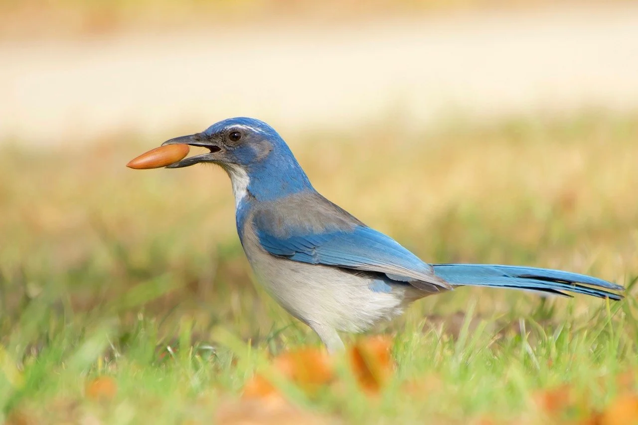 BACKYARD BIRDING IN FEBRUARY