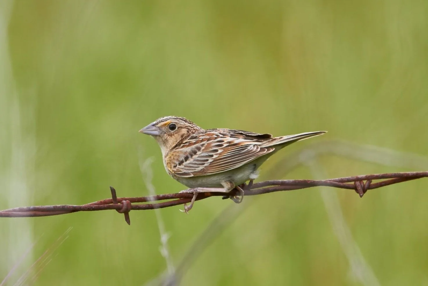Stile Ranch Trail in Santa Teresa County Park (Spring):  A Short Climb for Chaparral and Grassland Birds