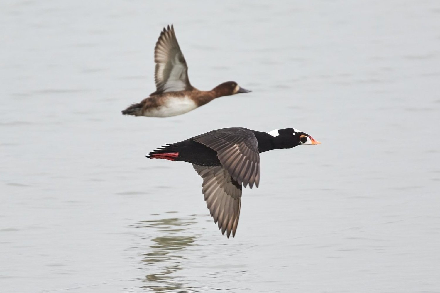 Common Goldeneye Identification, All About Birds, Cornell Lab of Ornithology