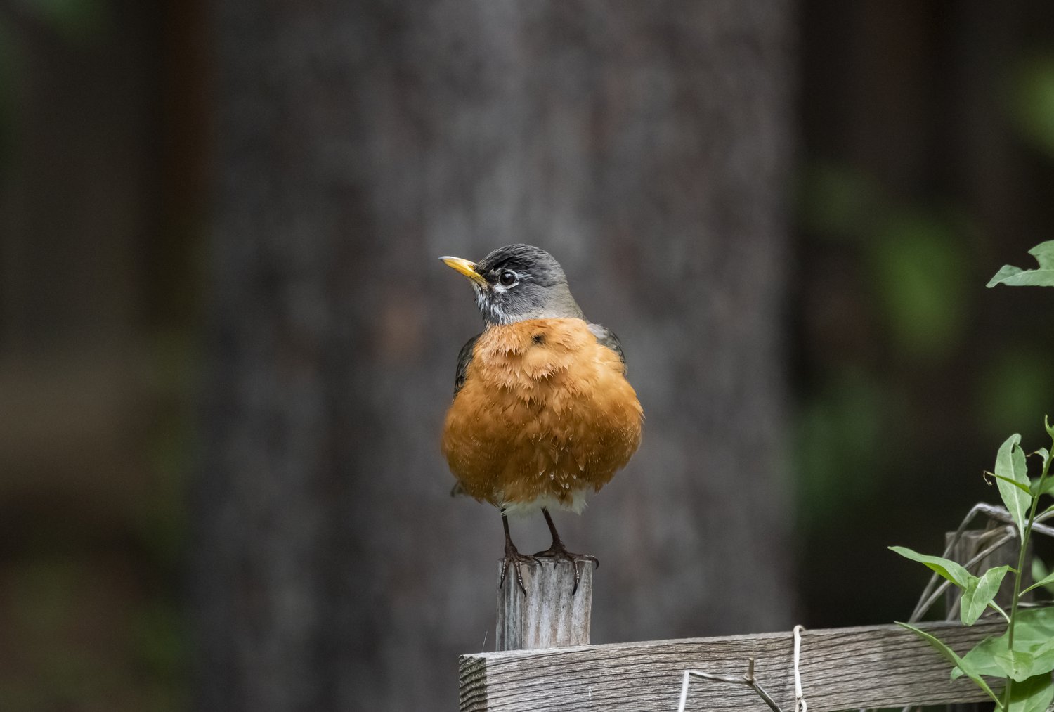 American Robin