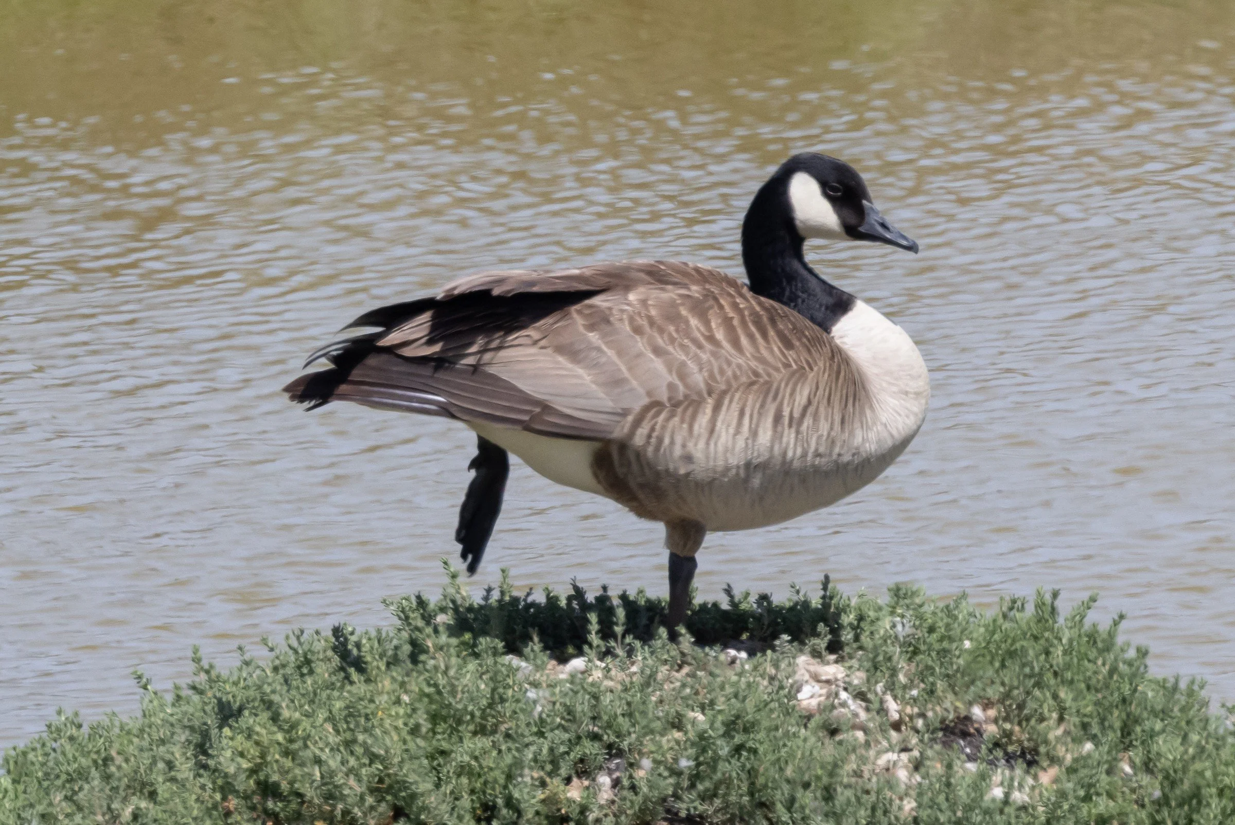 Problem Geese