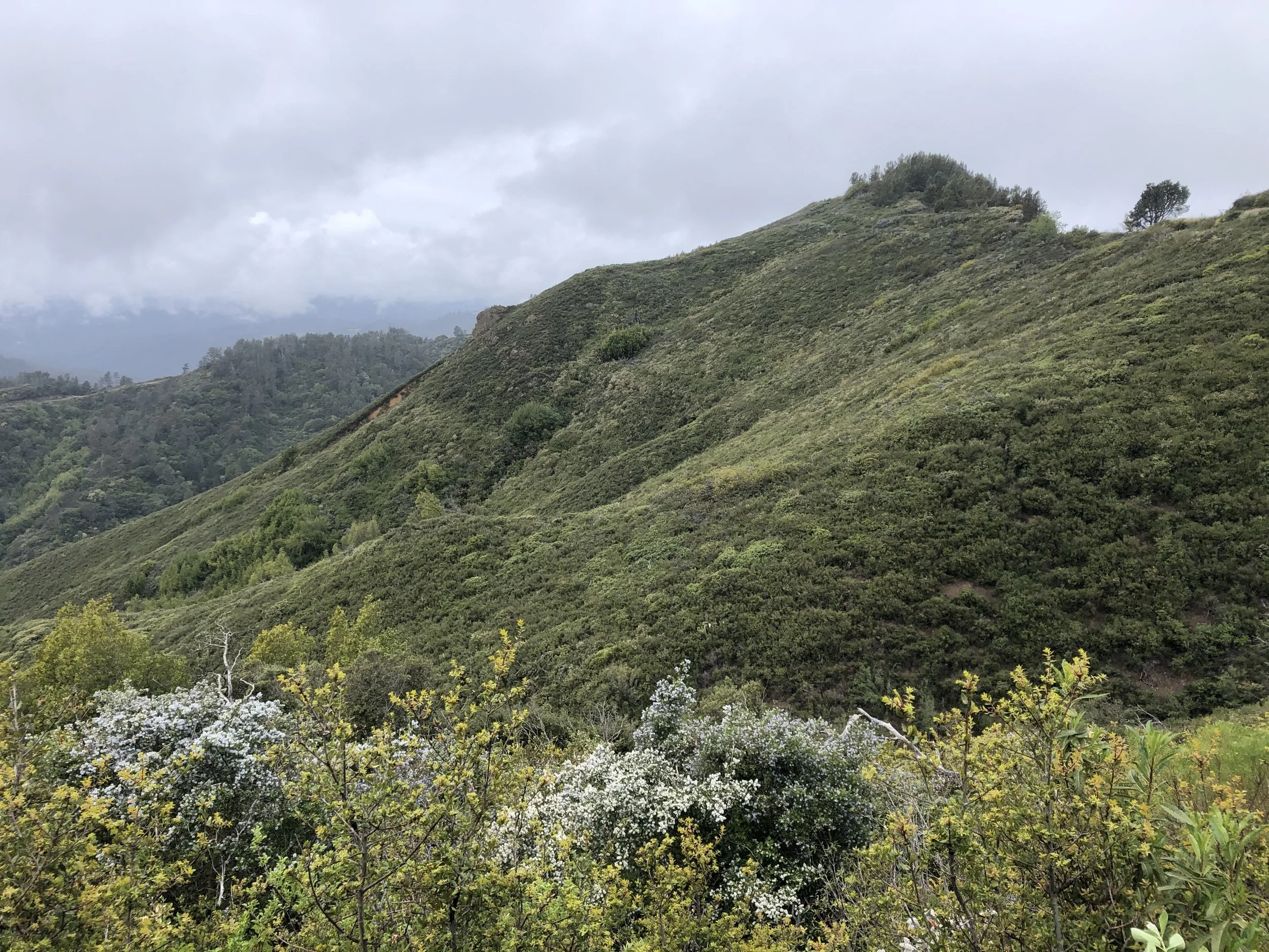 Loma Prieta (Spring): Magic of Migration