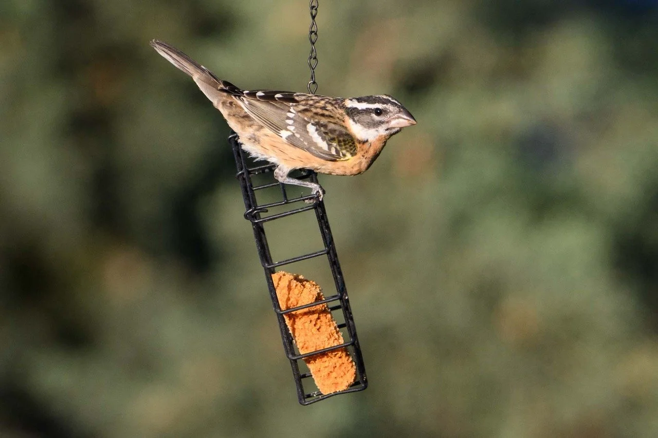 Backyard Birding in August
