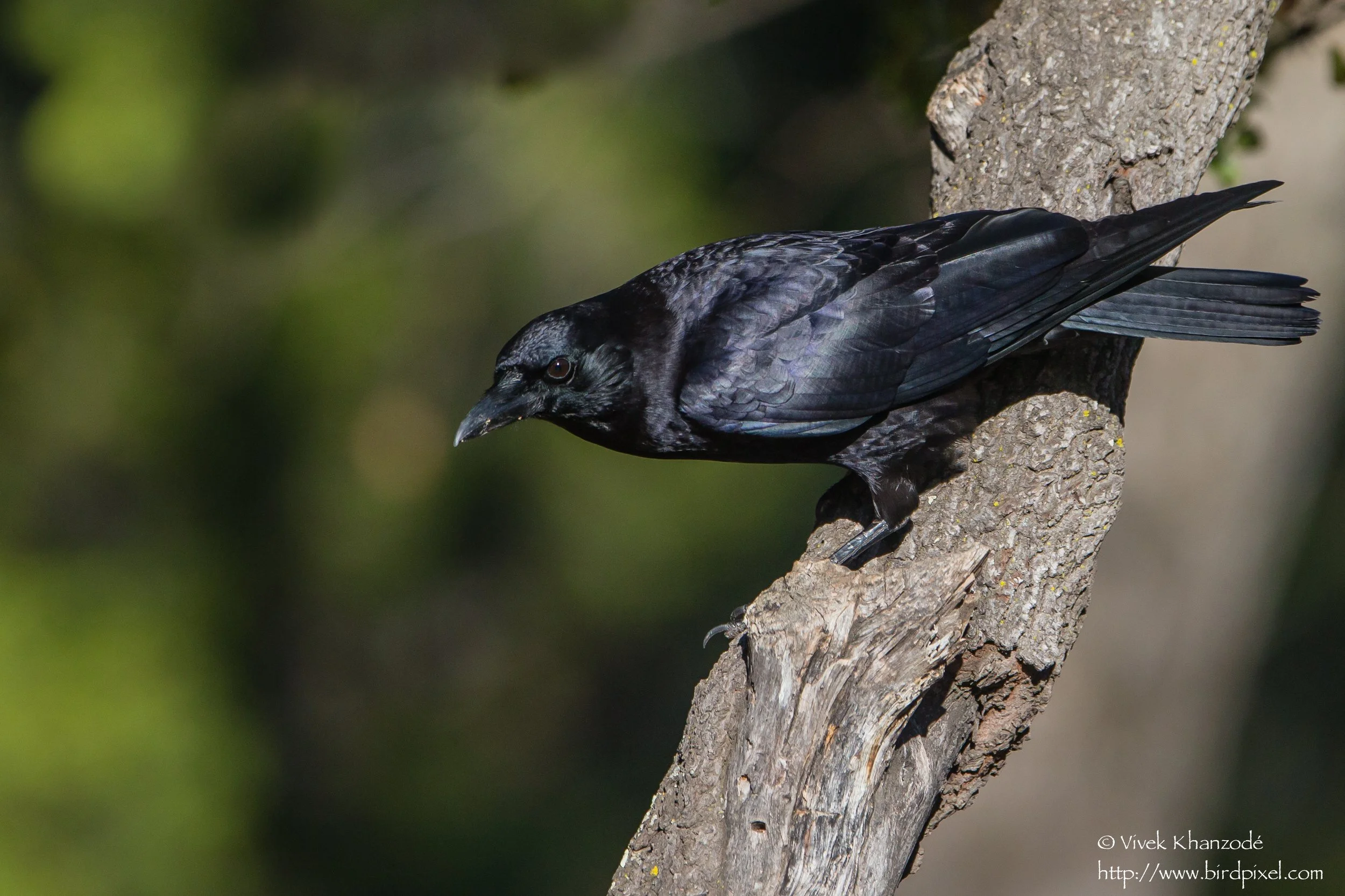 American Crow