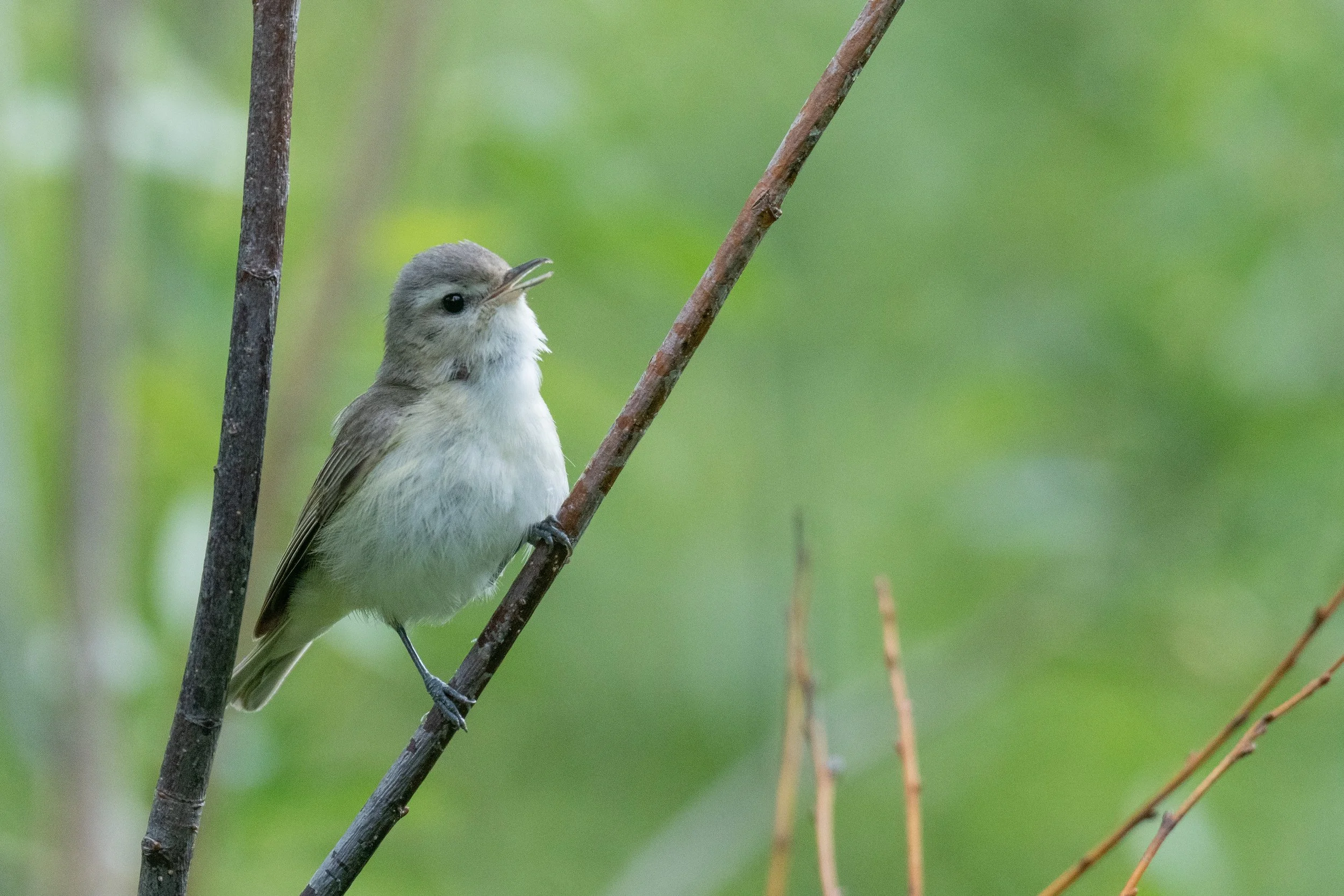Charleston Road Marsh (Fall/Winter/Spring): A Bayside "Migrant Trap"