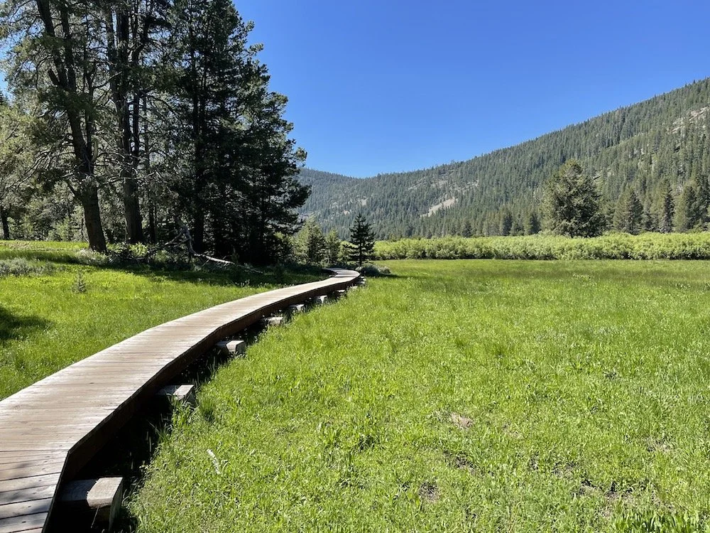 Yuba Pass and Sierra Valley (Summer): Birding the mid-Sierra