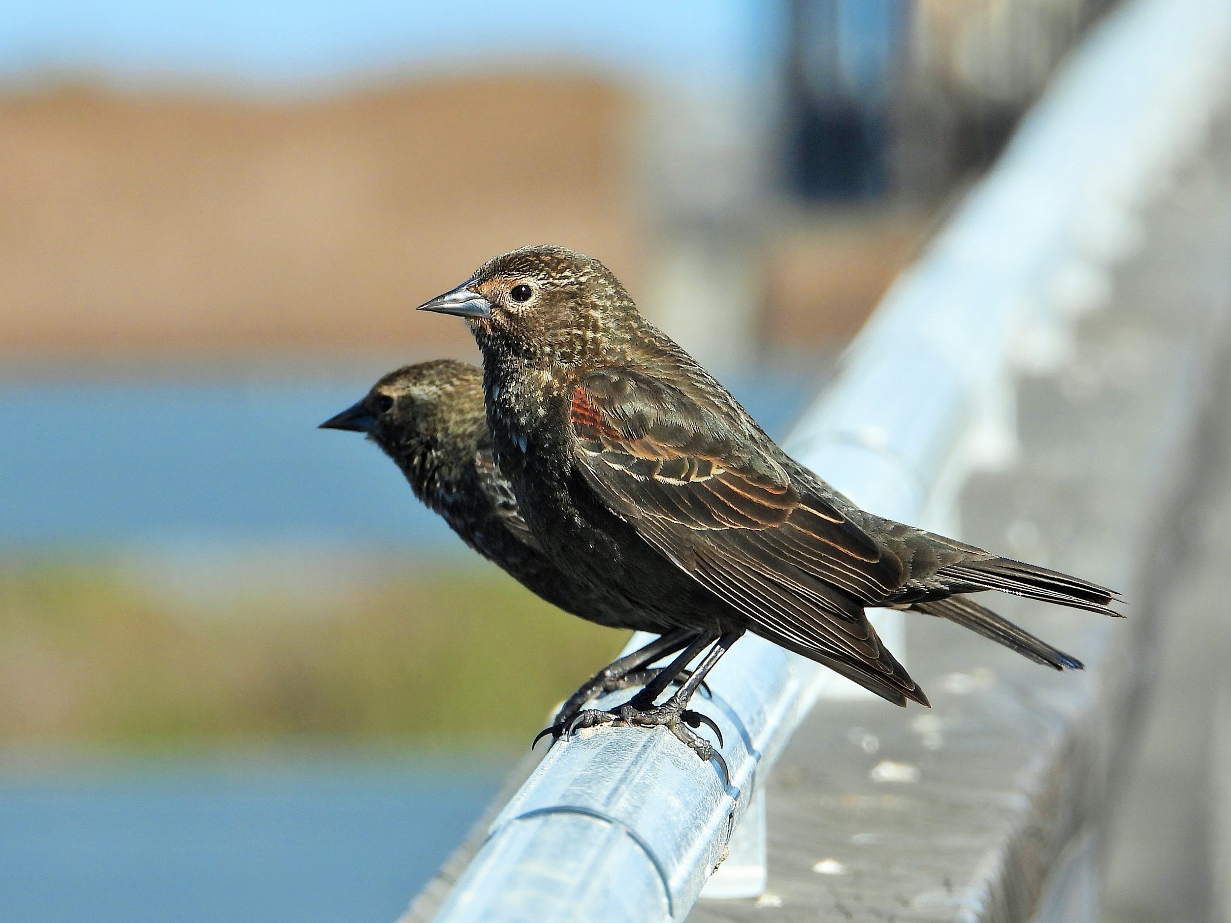 Rooks breeding in full swing around March