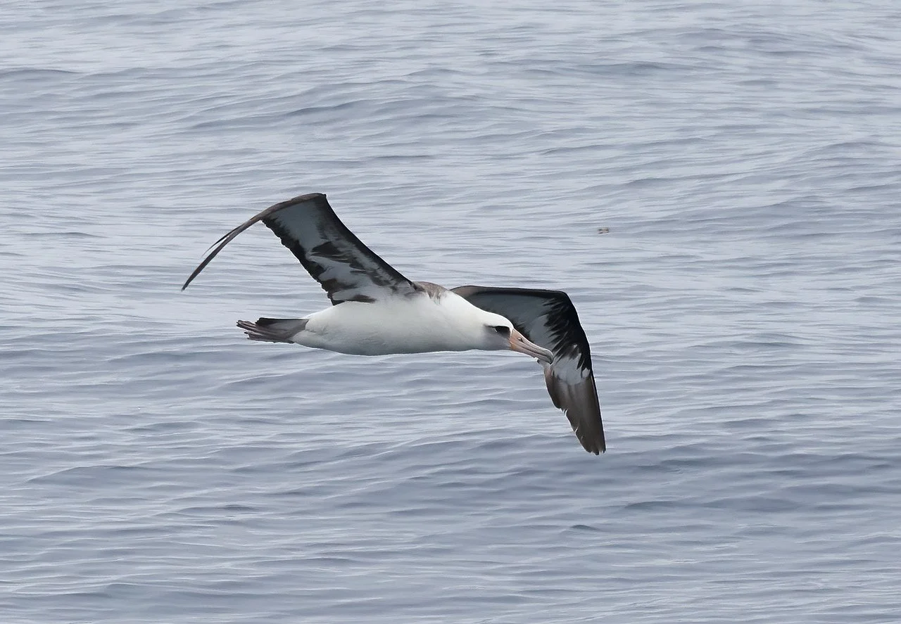 SCVAS Pelagic