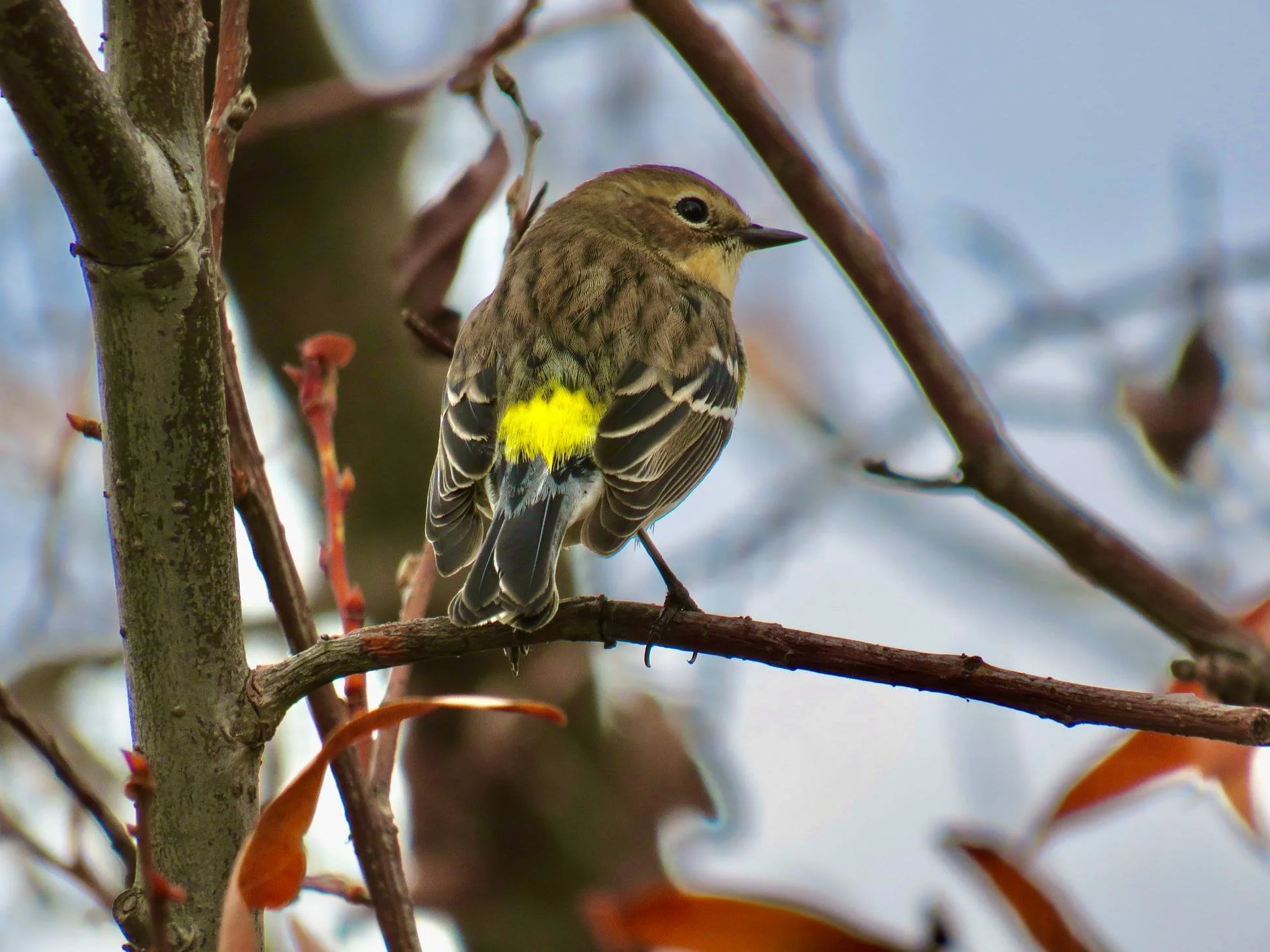 March 2024 Conservation Corner