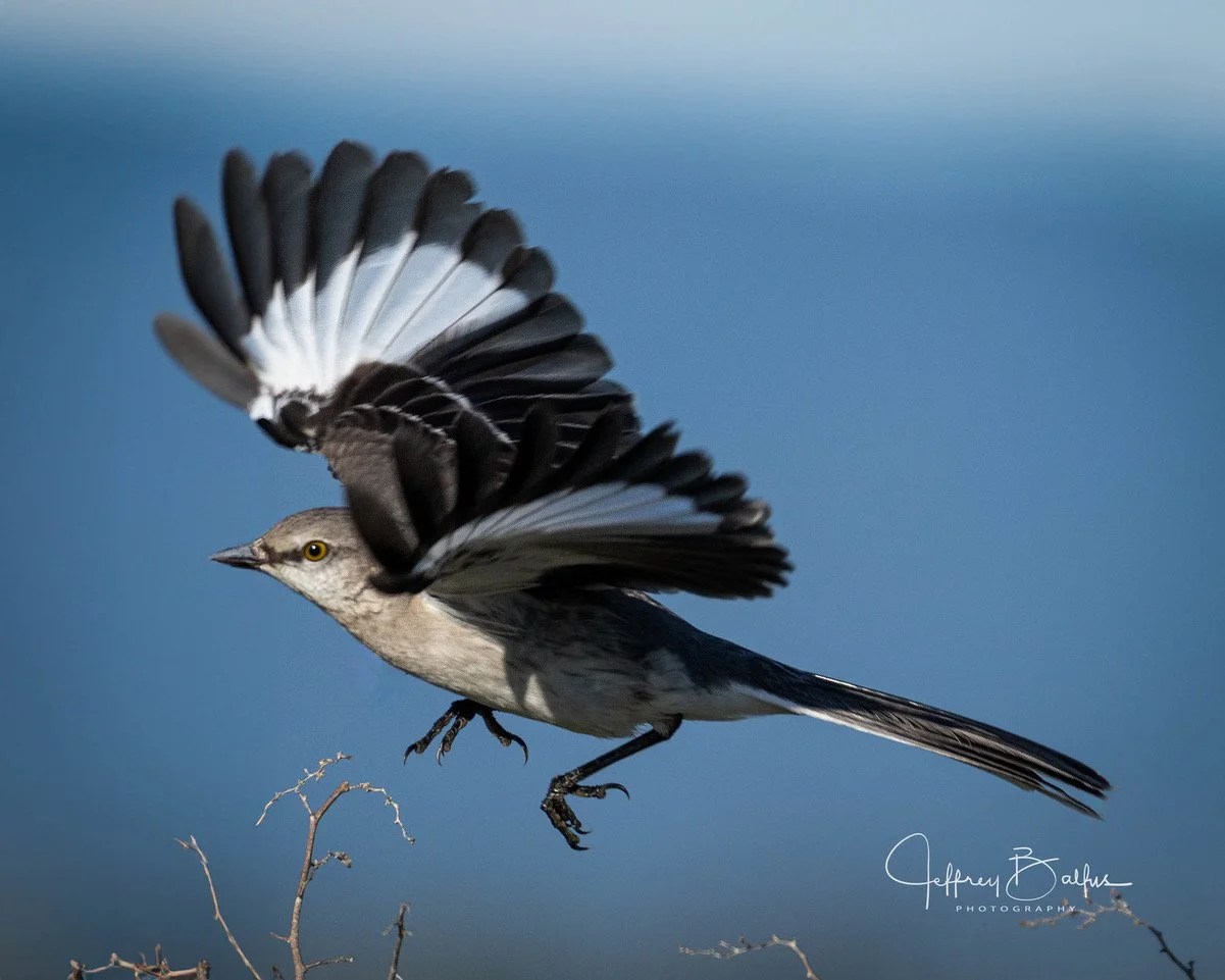 Bring Your Own Photos Night (BABP)