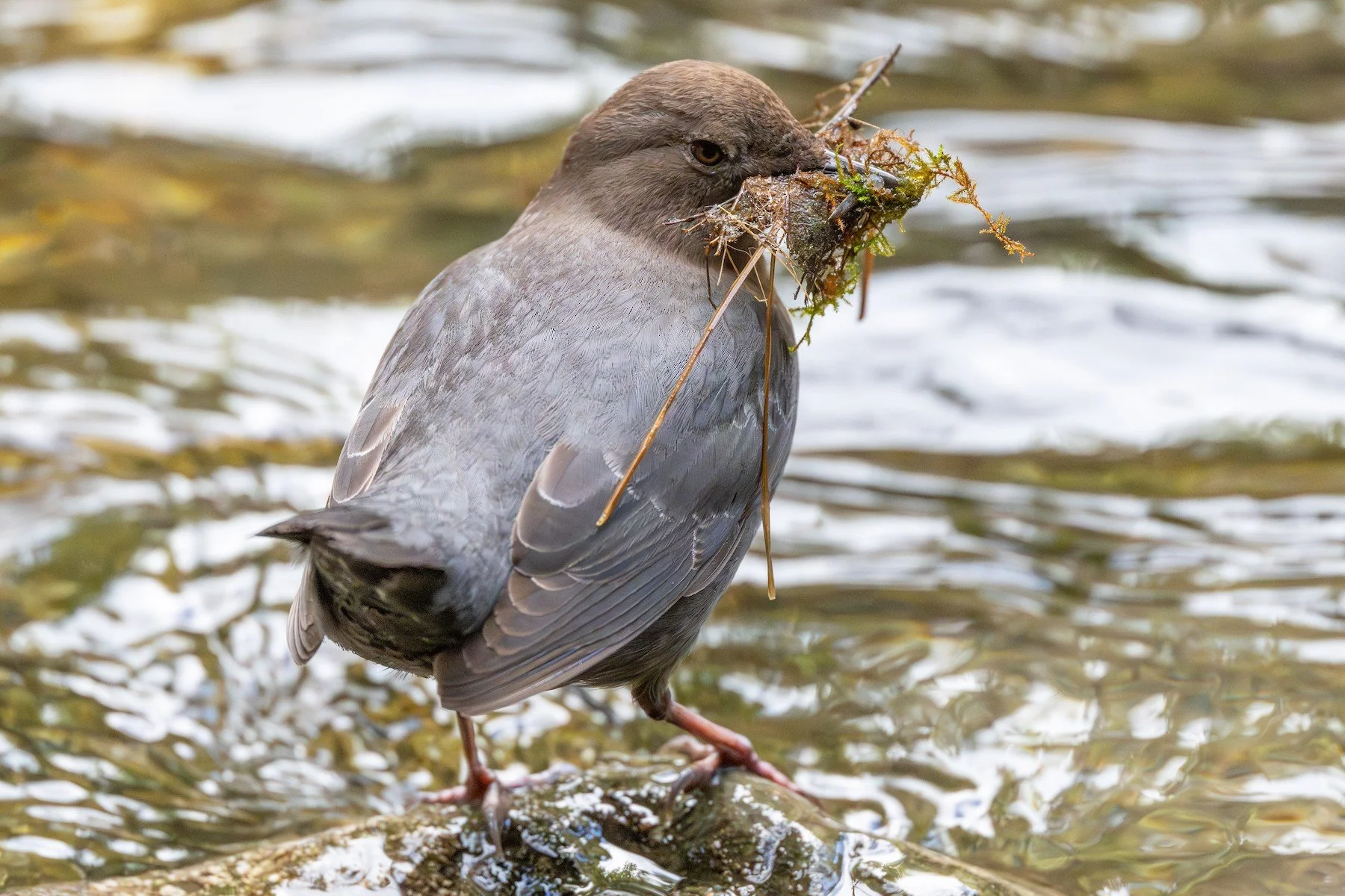 California Bird Atlas Town Hall