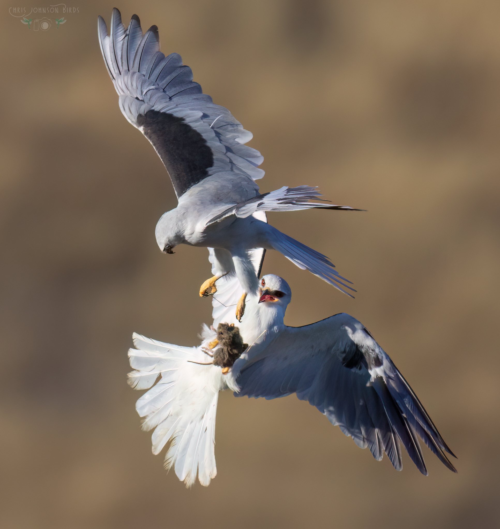 Chris Johnson White-tailed Kite web__E9A6843_PS1_LR11 2.jpg