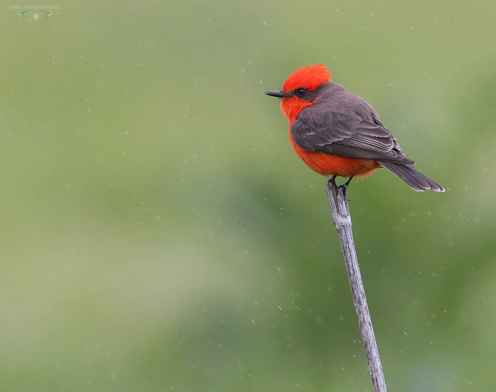 Chris Johnson Vermillion Flycatcher web__E9A0116_PS1.jpg