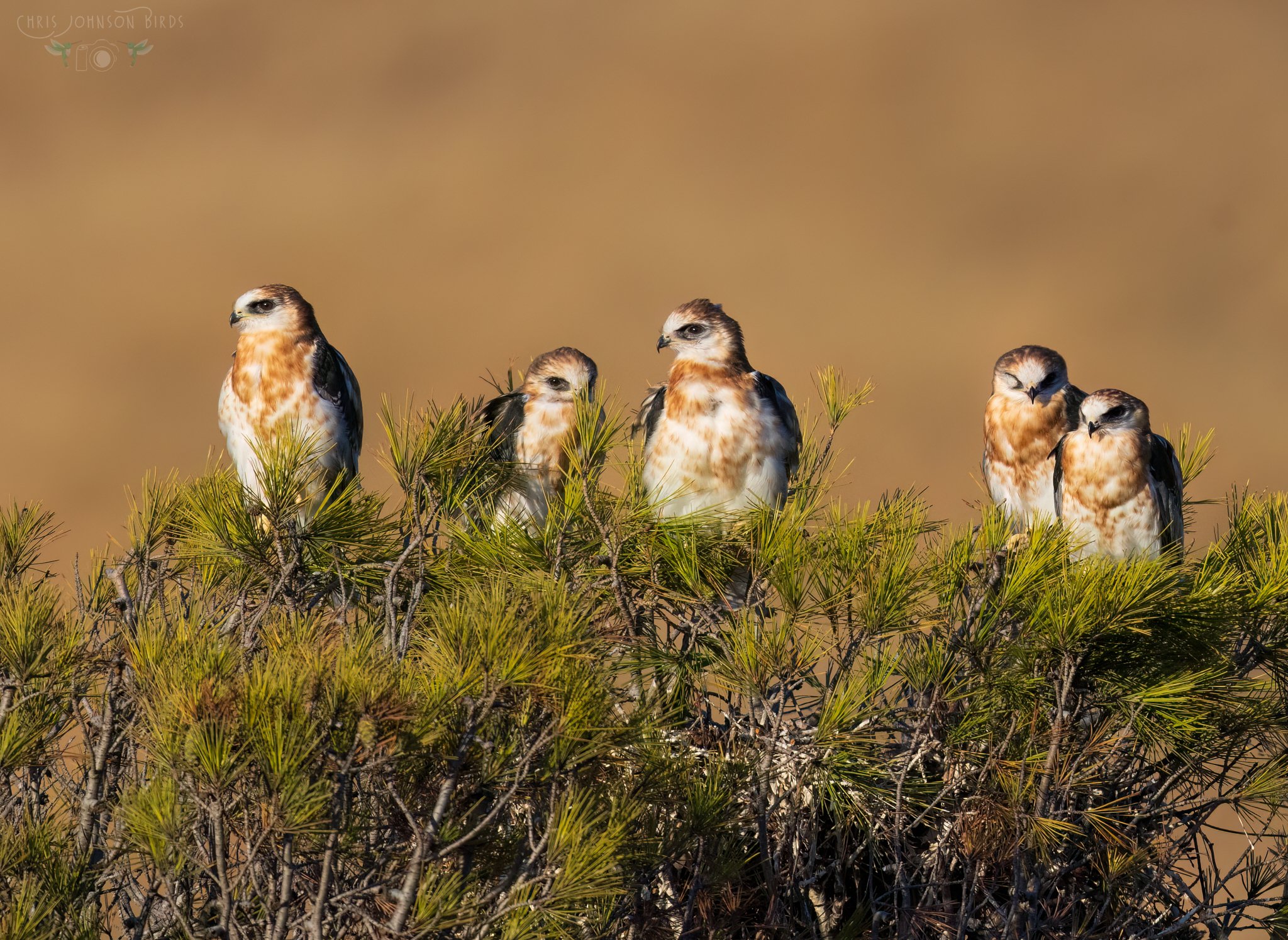 Chris Johnson White-tailed Kite web__E9A0381_PS1.jpg