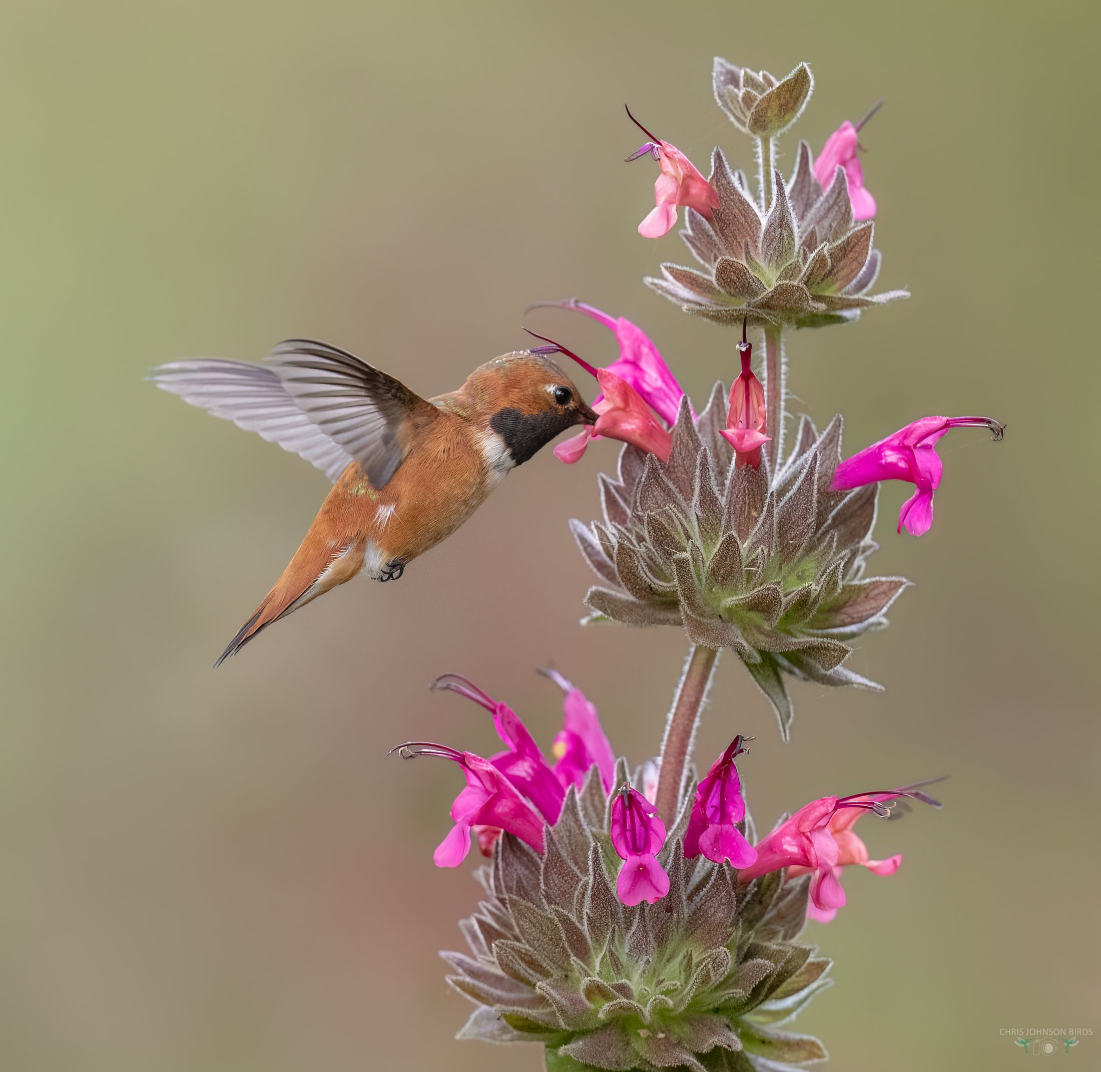 Chris Johnson Rufous Hummingbird_web__E9A7108_edit1_LR_edit1.jpg