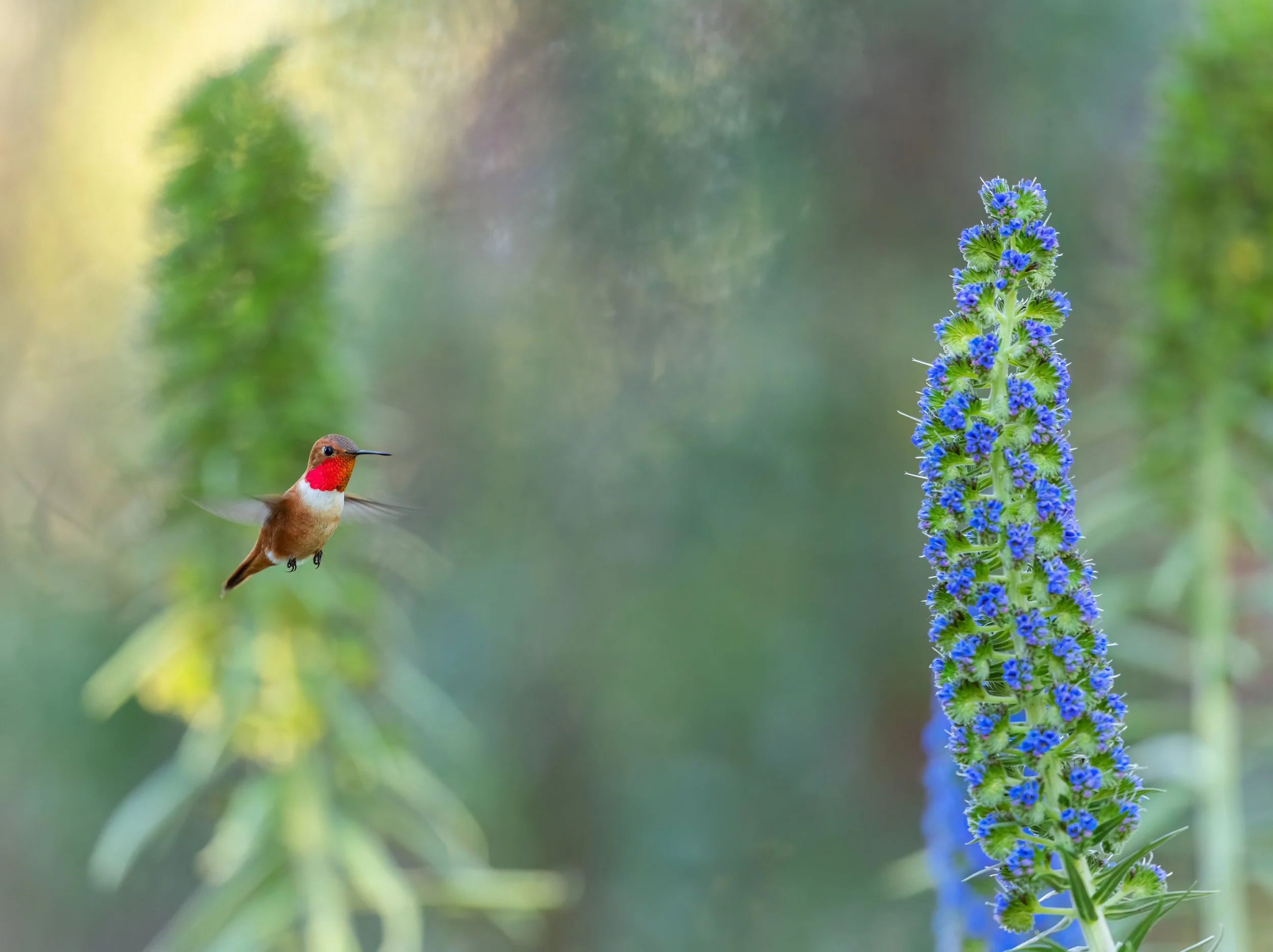 Chris Johnson Rufous Hummer_web_420A3811_PS1.jpg