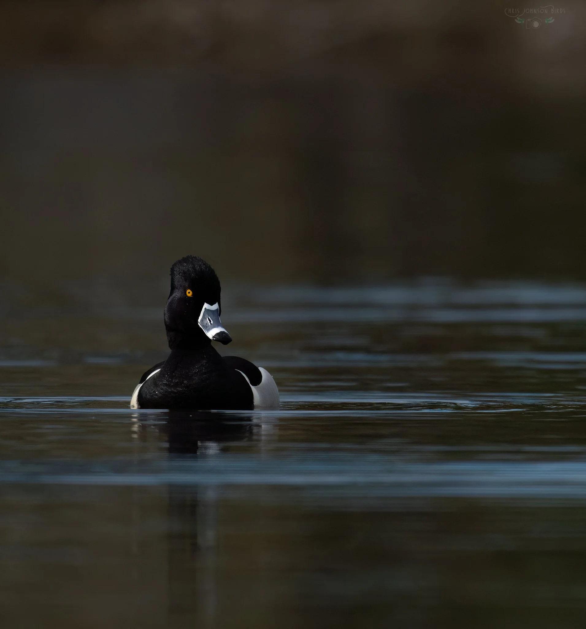 Chris Johnson Ring-necked Duck web_420A9222_PS2.jpg
