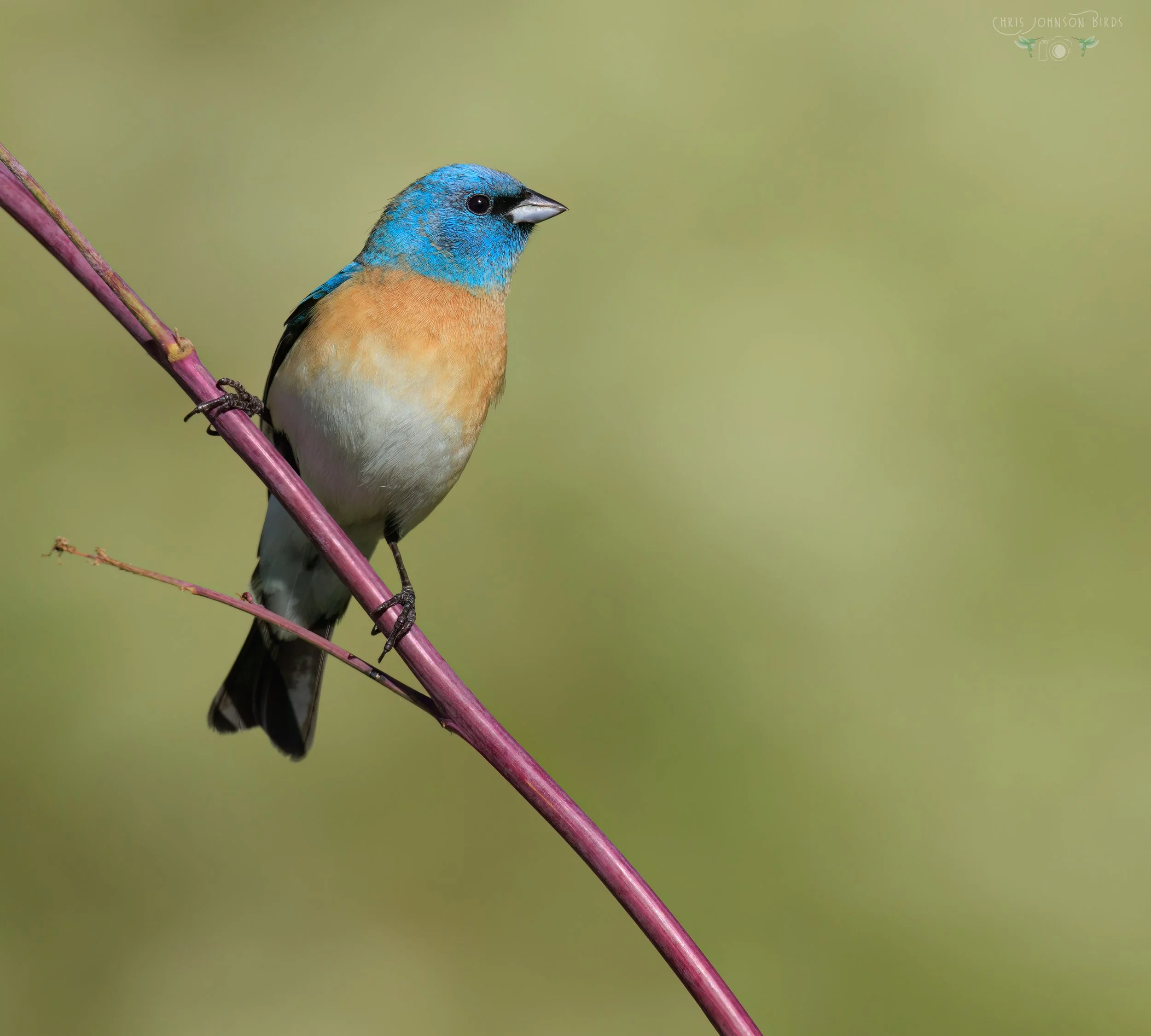 Chris Johnson Lazuli Bunting_web_420A4279_PS2_2.jpg
