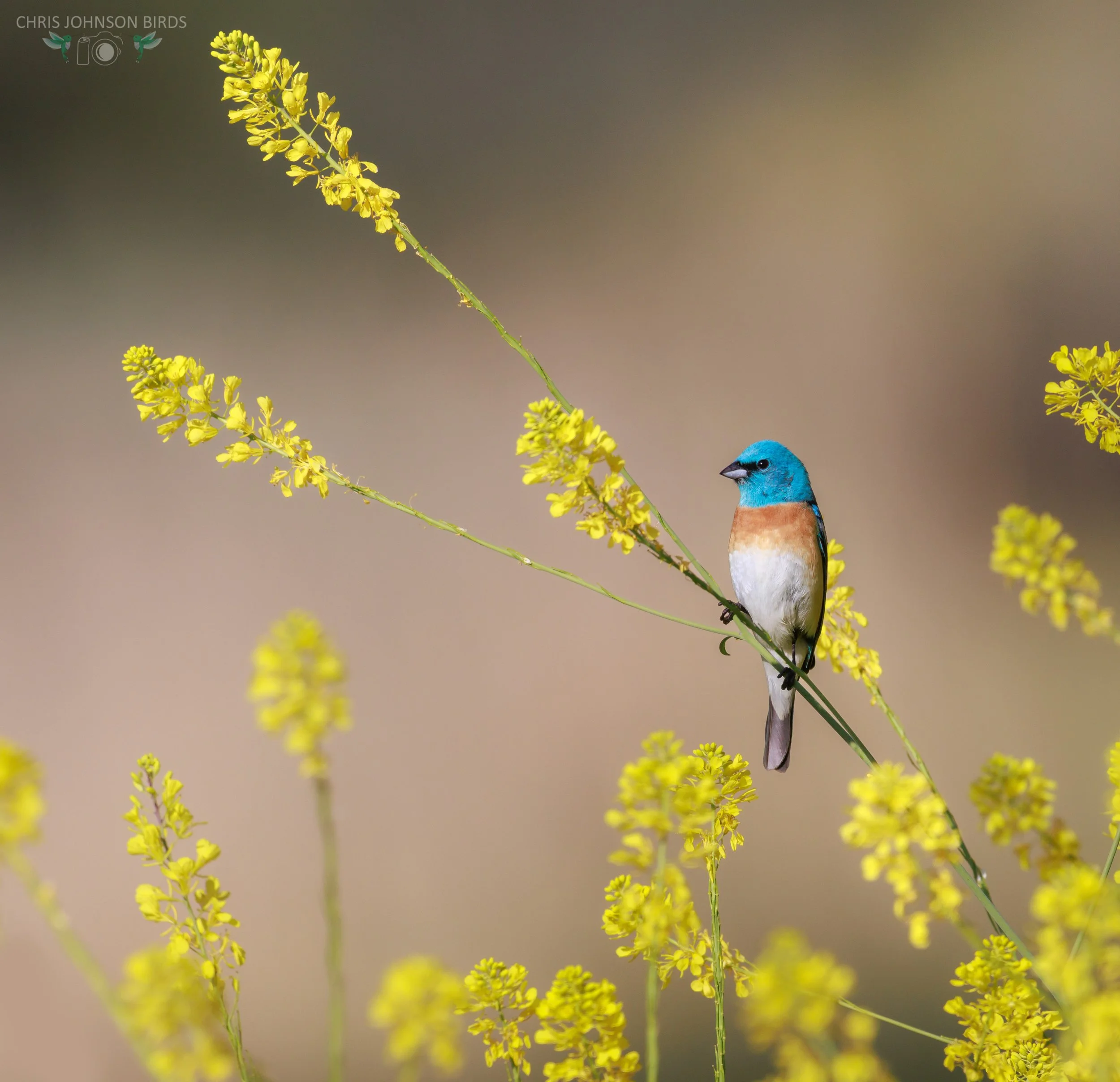 Chris Johnson Lazuli Bunting__web_E9A7638_PS1_LR2.jpg