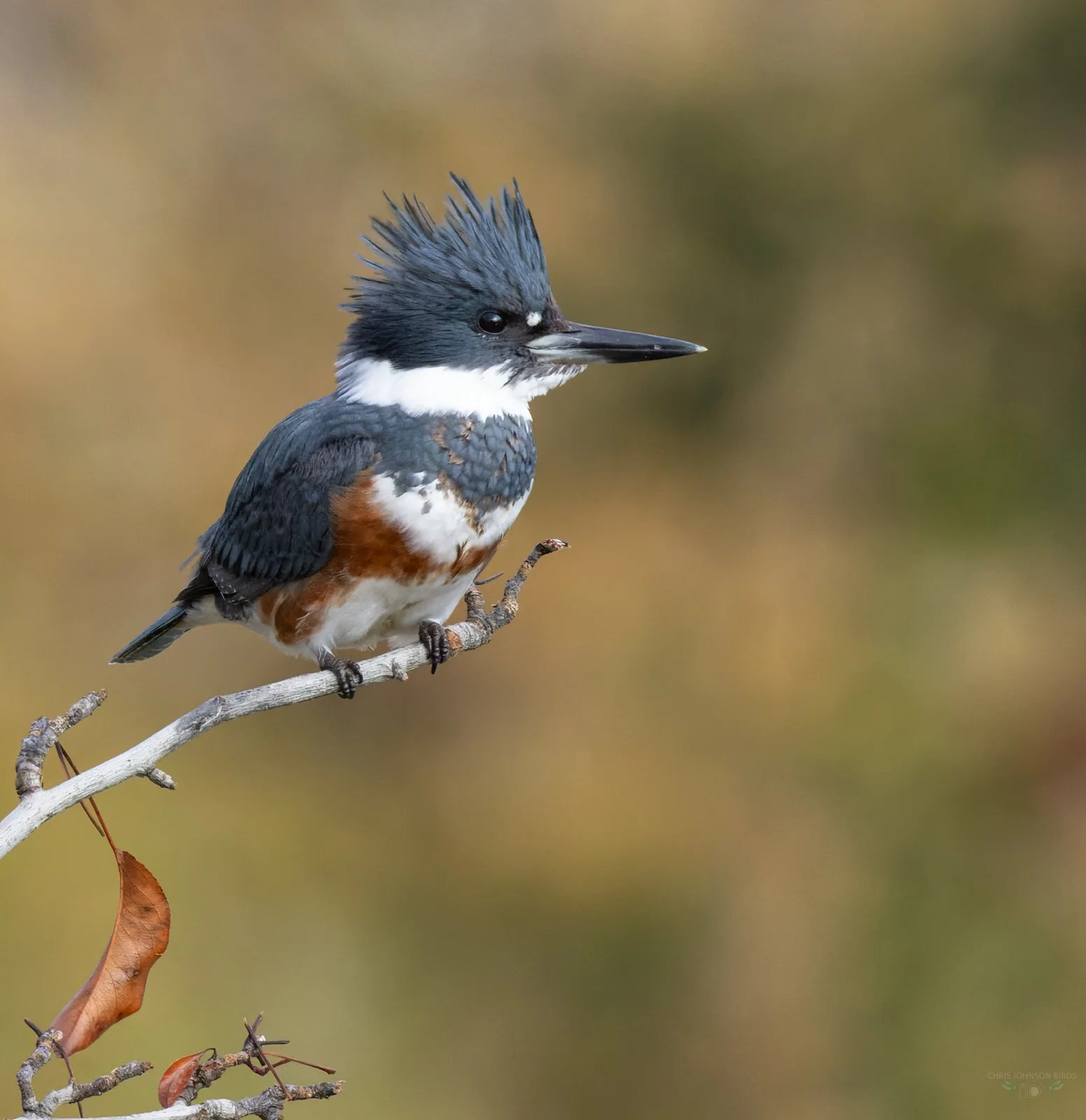 Chris Johnson Kingfisher web__E9A8530_PS2_LR1.jpg