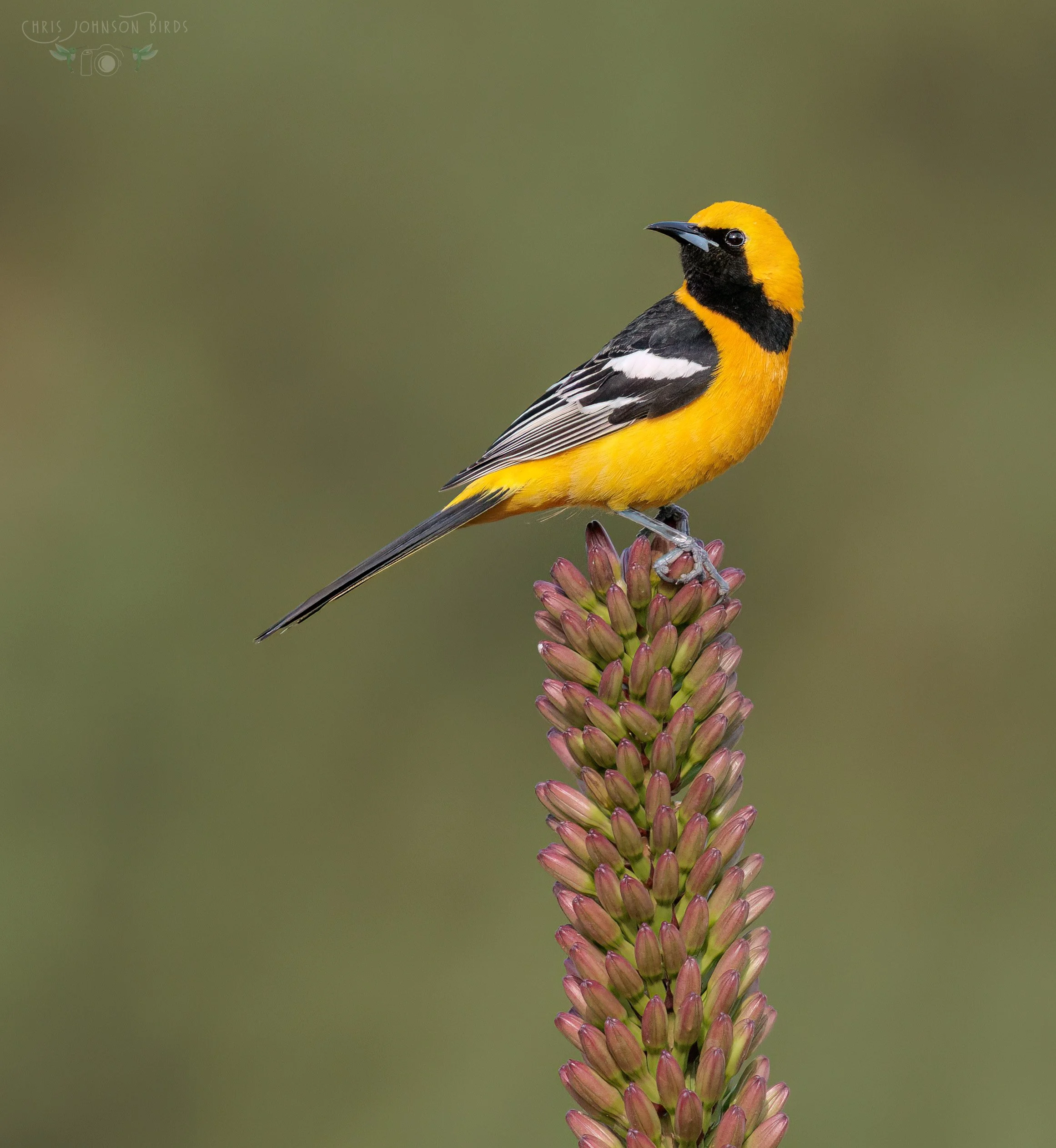 Chris Johnson Hooded Oriole_web_420A2174_PS1.jpg