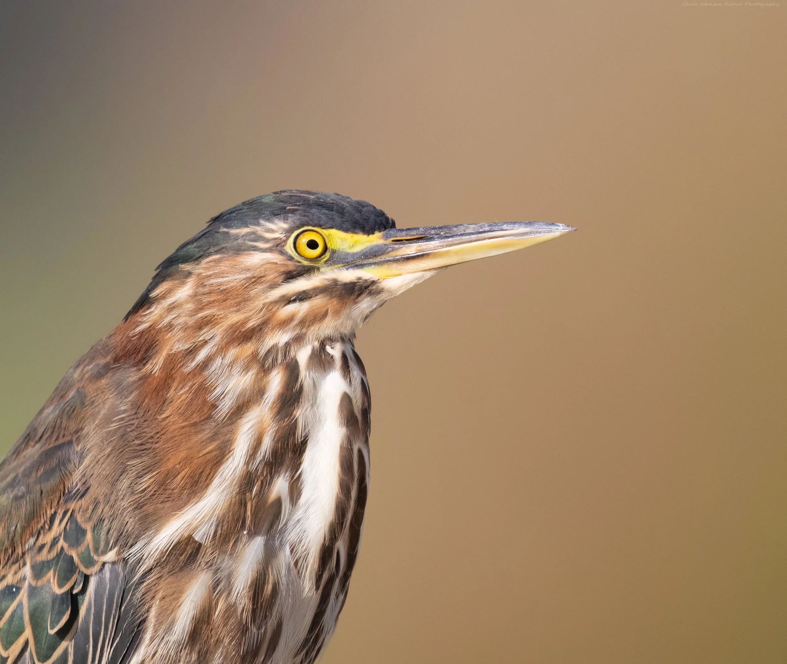 Chris Johnson Green Heron__E9A8794_edit1 1.jpg