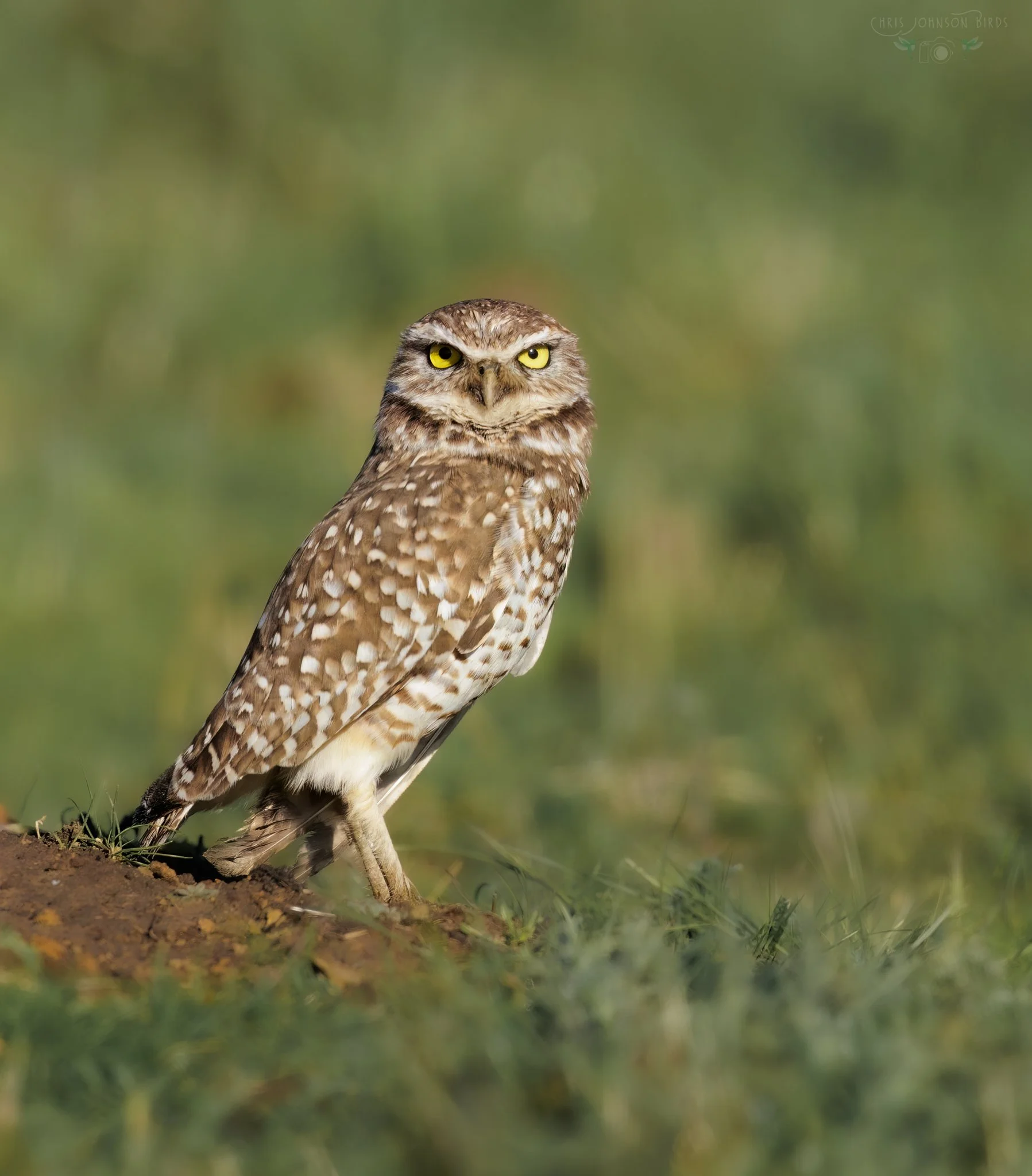 Chris Johnson Burrowing Owl web_420A5803_PS4_LR1_1.jpg