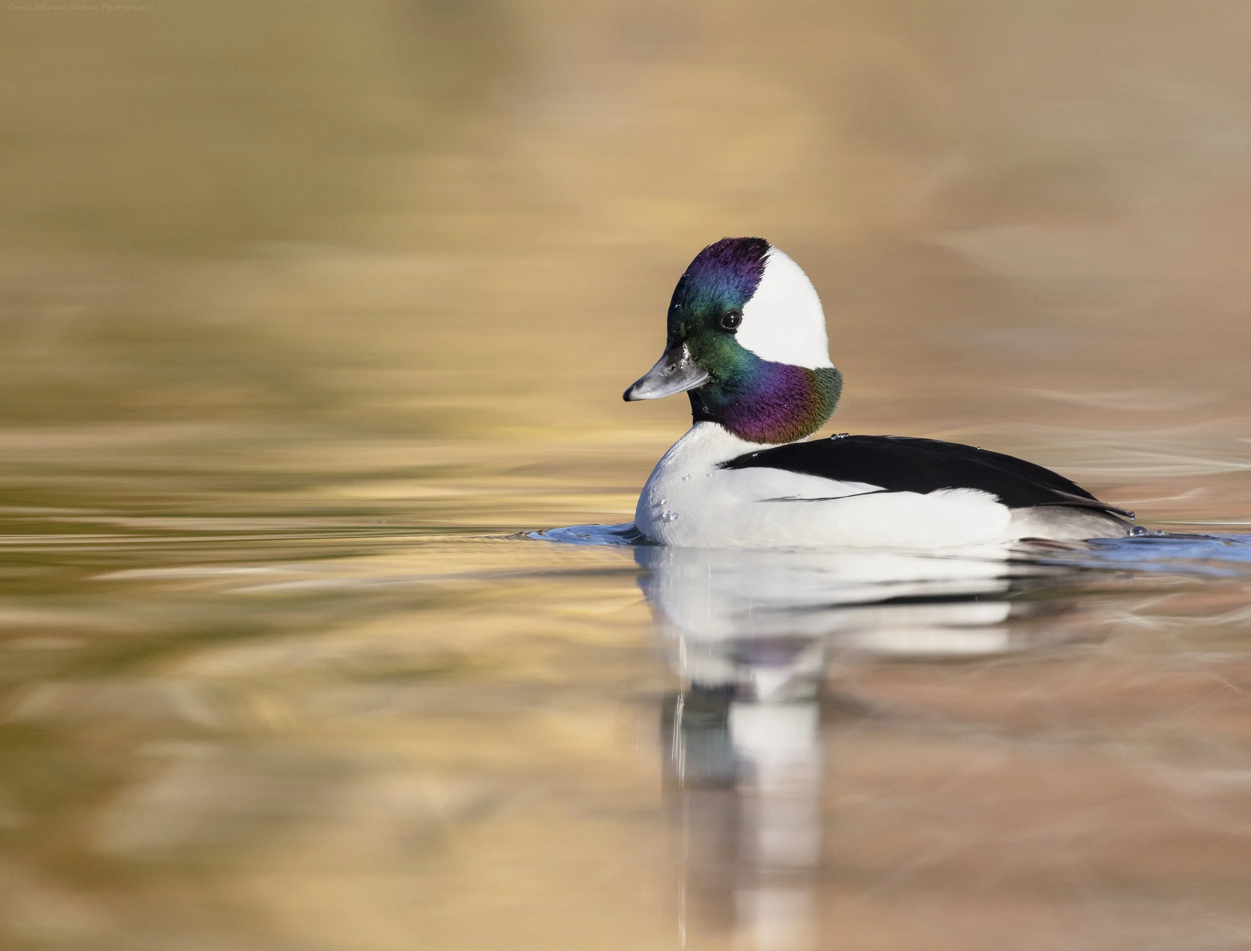 Chris Johnson Bufflehead__E9A0179_edit1_LR_edit1_1 2.jpg