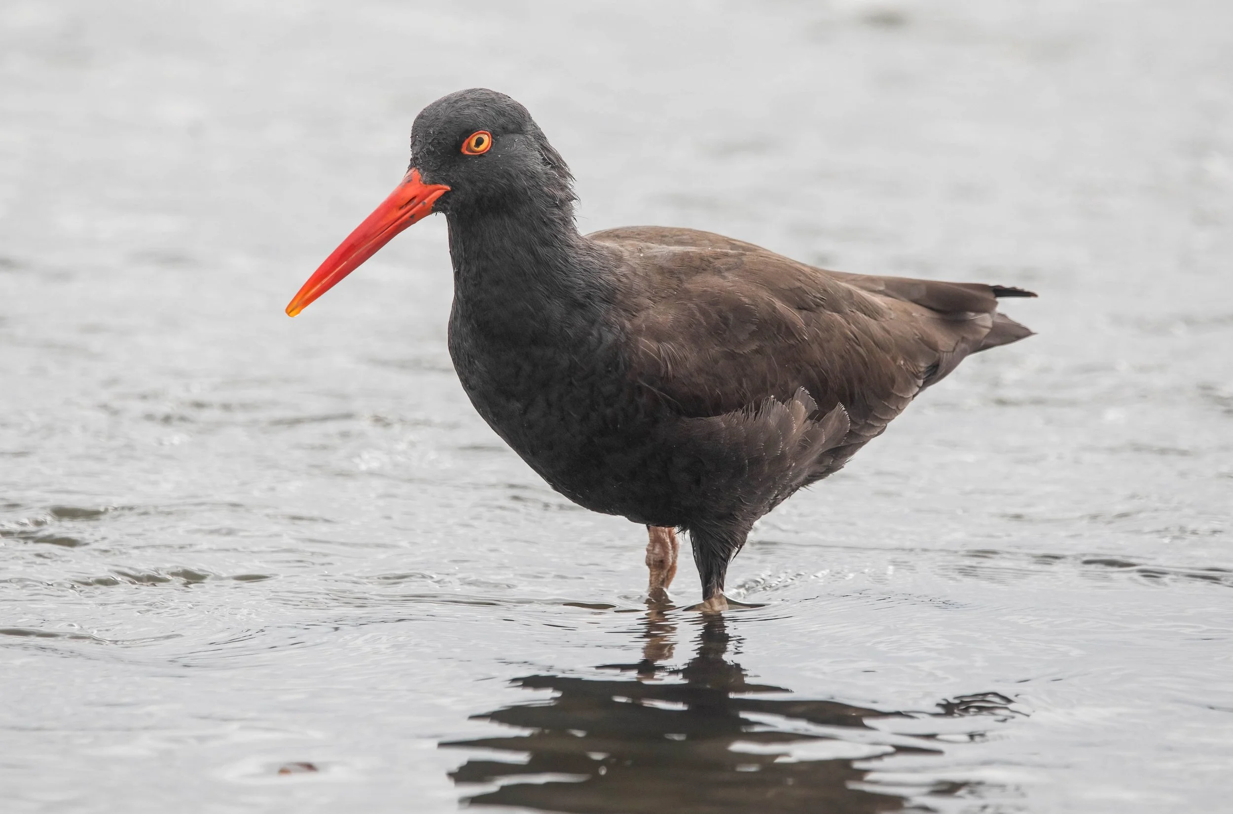 Black Oystercatcher John Scharpen.jpg