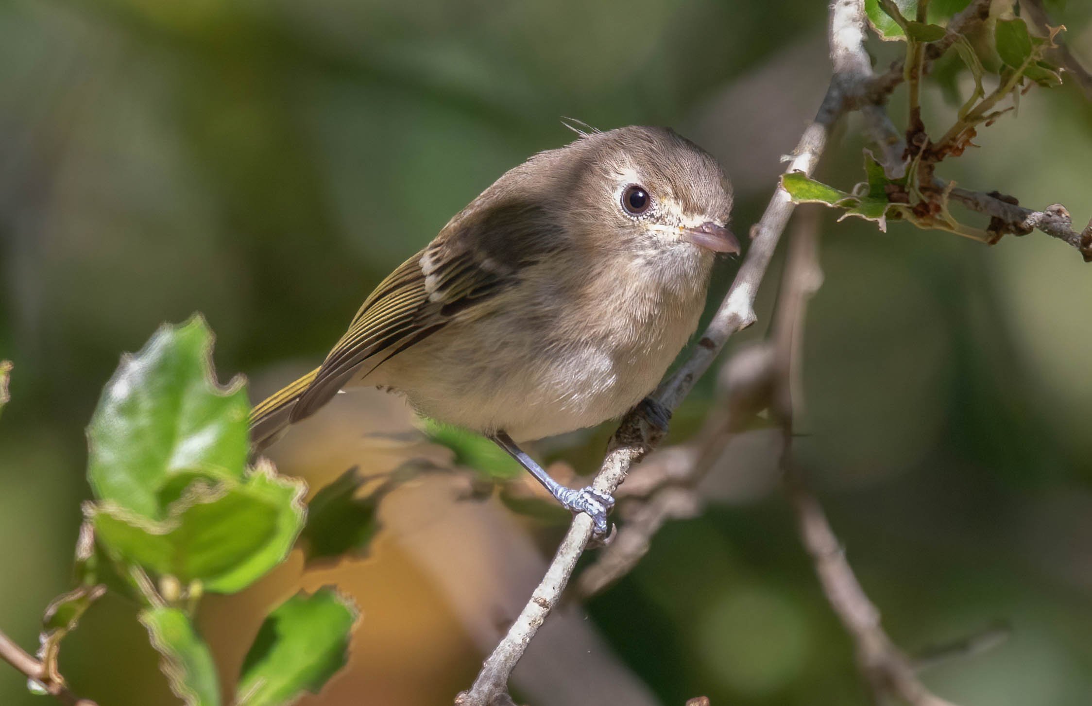 Hutton's Vireo John Scharpen.jpg