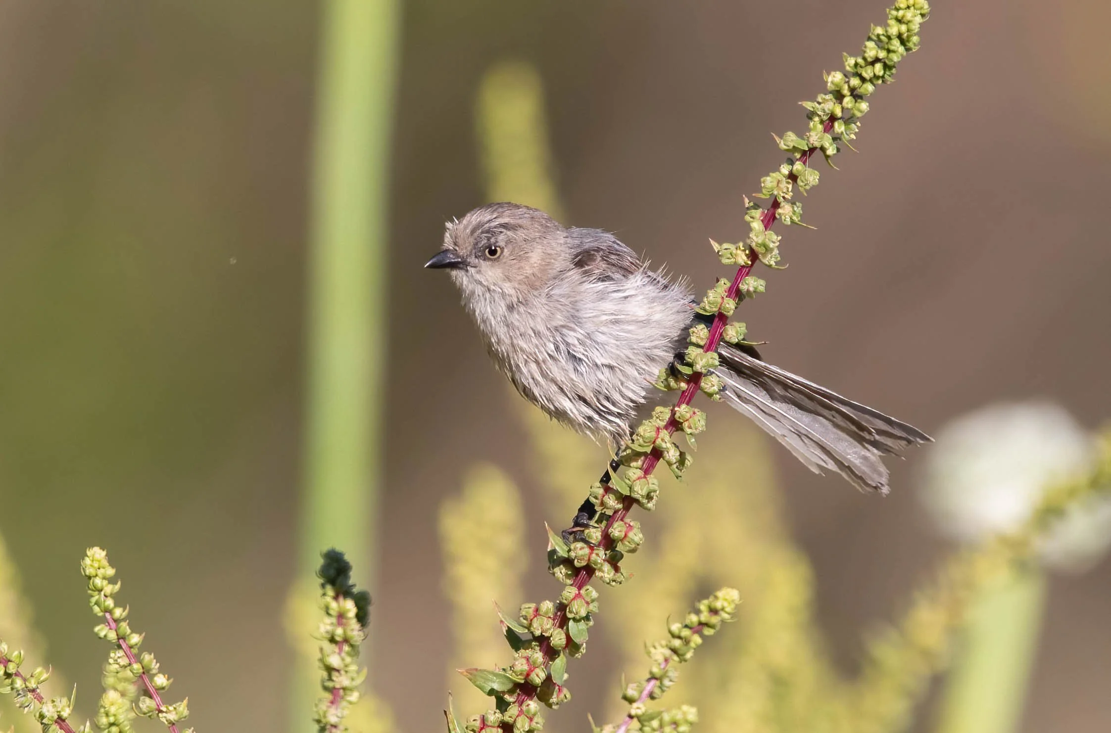Wrentit 2 John Scharpen.jpg