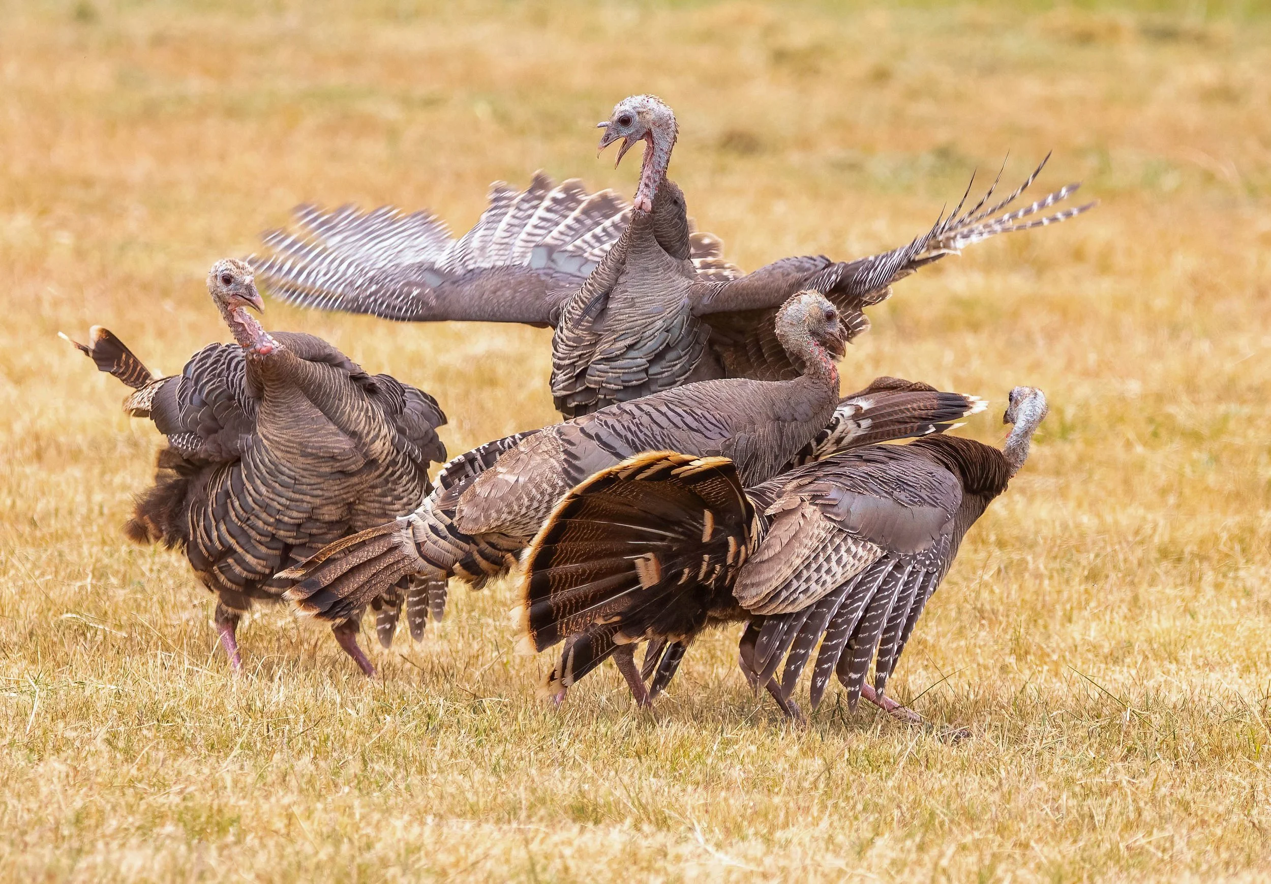 Wild Turkey John Scharpen.jpg
